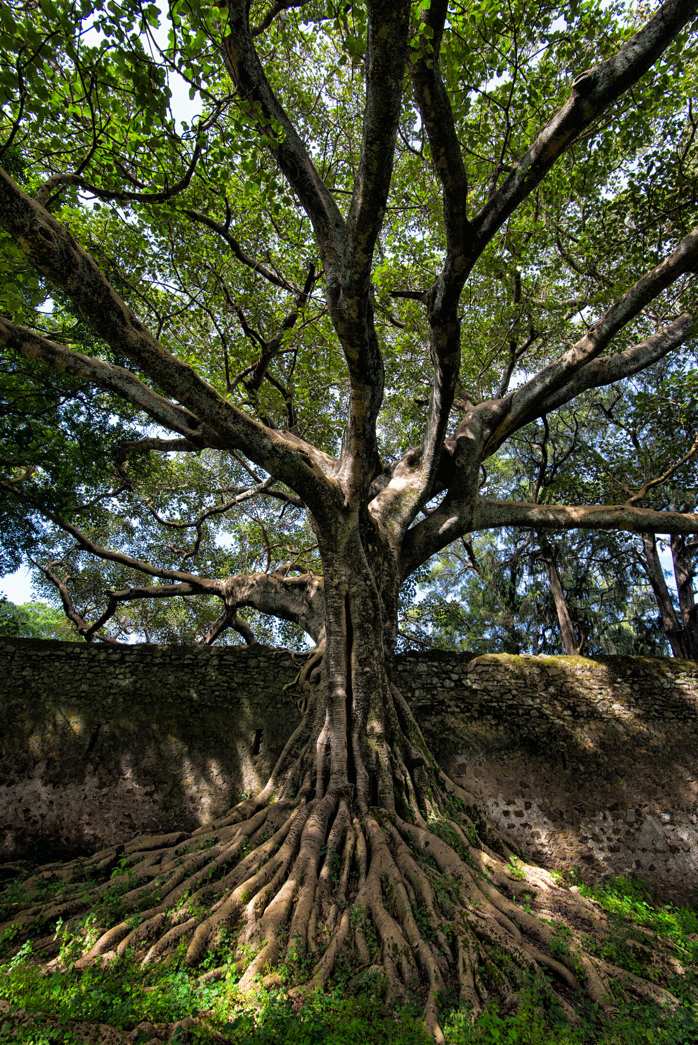 Fasiladas' Bath Banyan Trees - Gondar, Ethiopia