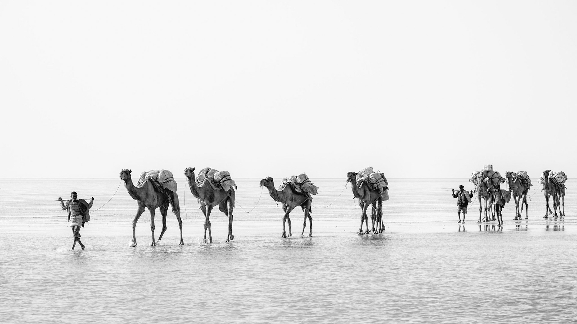 Approaching Salt Caravan on Lake Asale - Danakil Depression, Ethiopia