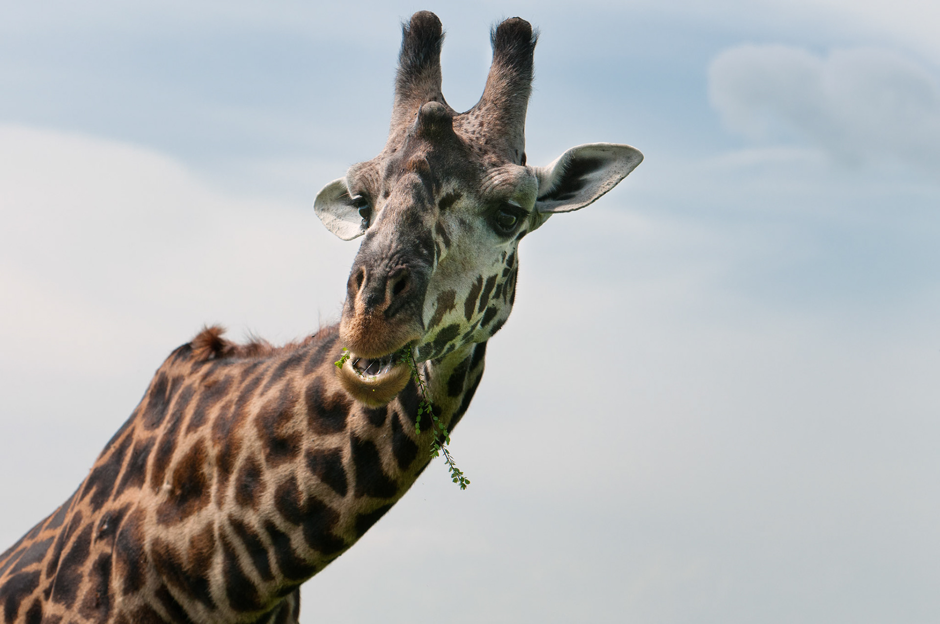 Giraffe Eating - Serengeti National Park, Tanzania