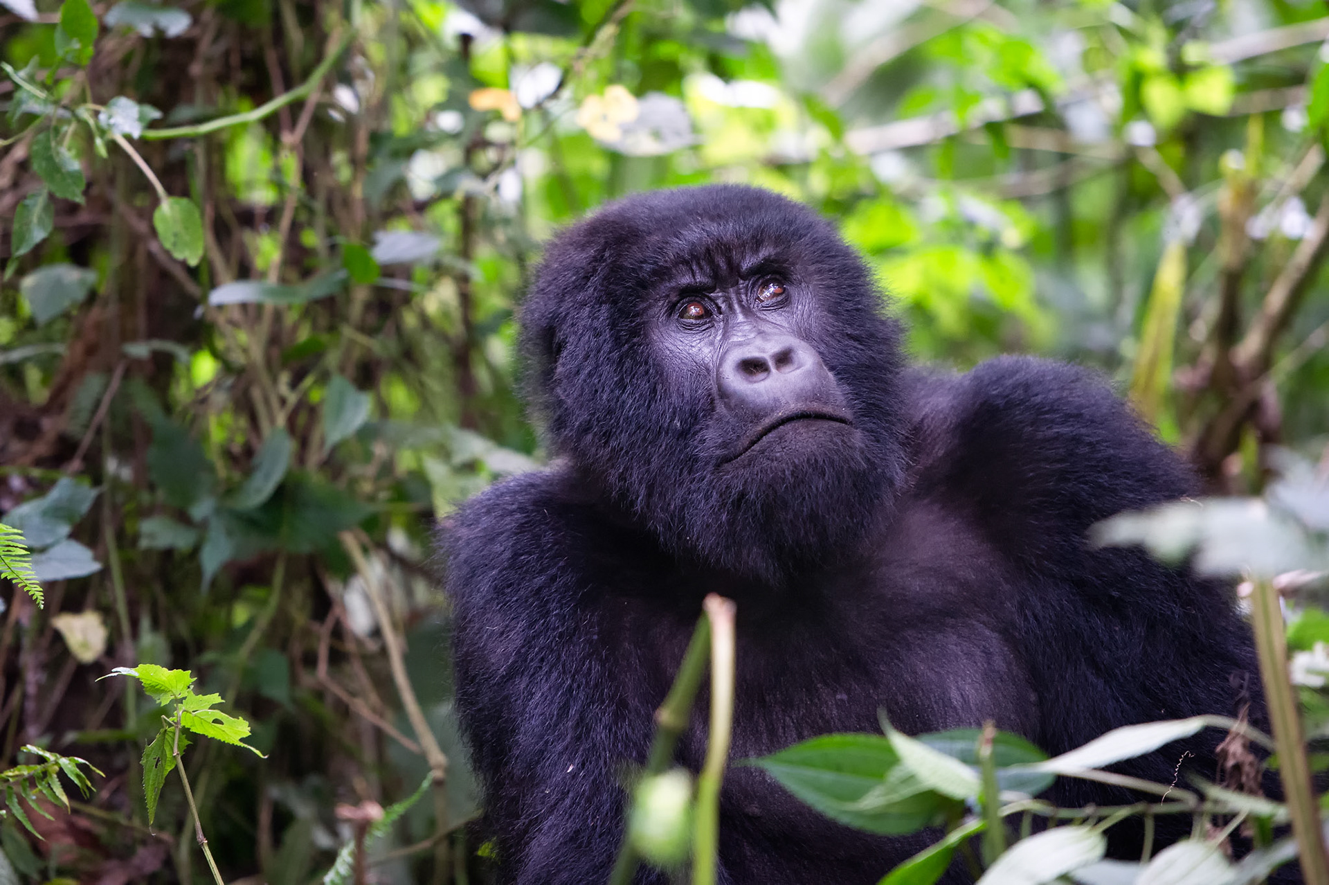 Mountain Gorilla 3 - Virunga National Park, Nord-Kivu, Democratic Republic of Congo