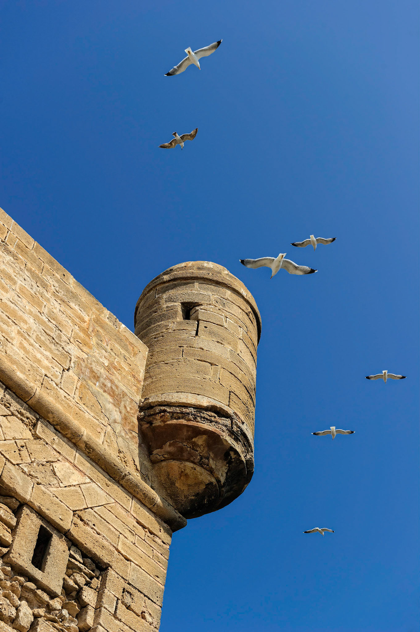 Seagulls of Essaouira - Essaouira, Morocco