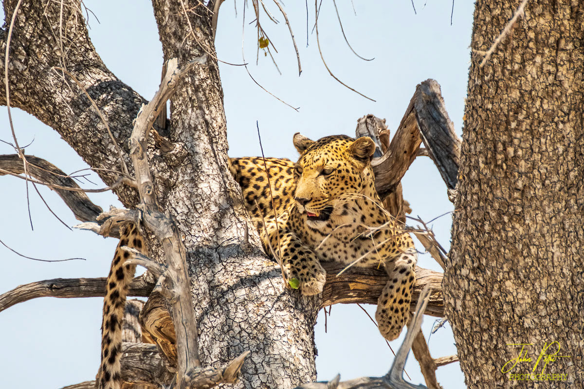 Etosha National Park, Namibia, Africa