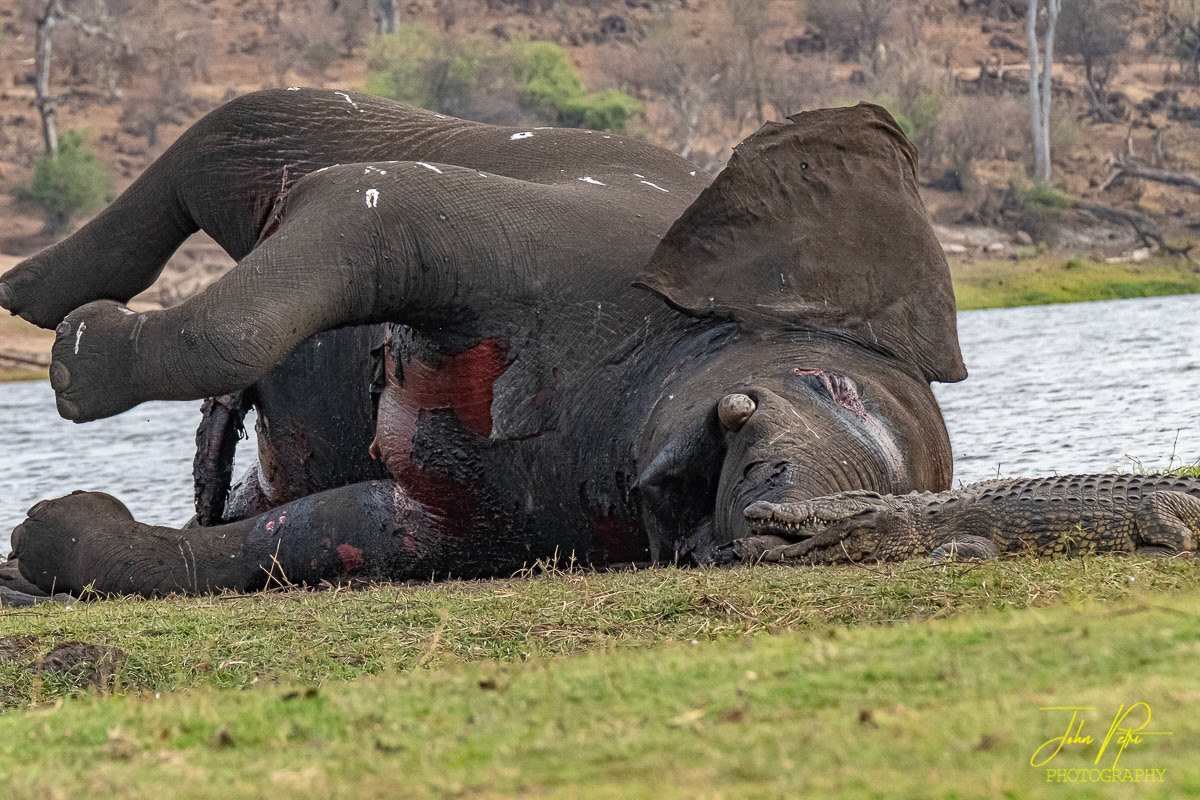 Okavango, Namibia, Africa