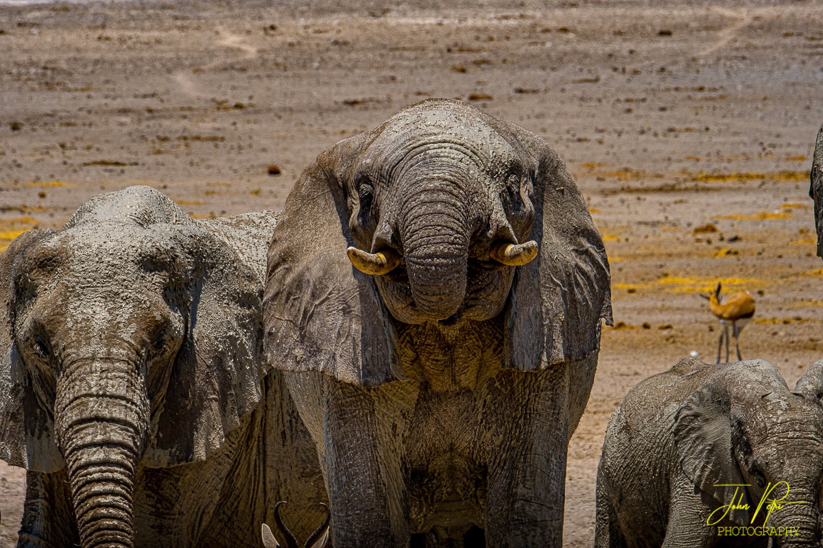 Etosha National Park, Namibia, Africa