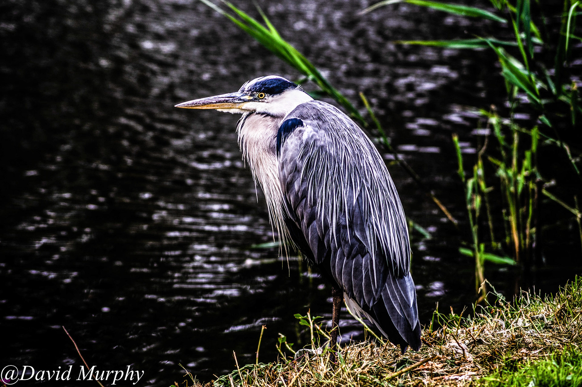 Grey Heron.