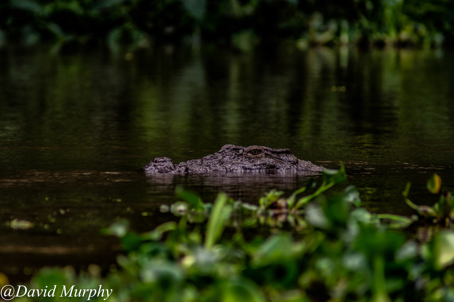 Mugger Crocodile, Chitwan National Park, Nepal.