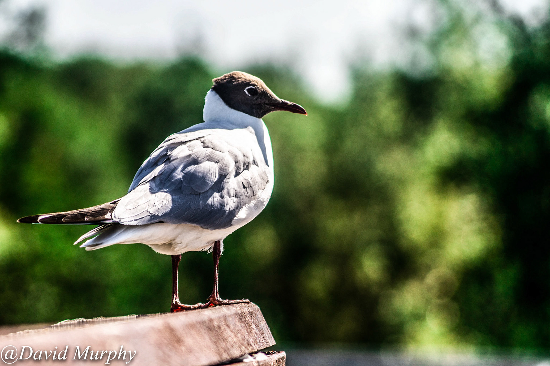 Black Headed Gull.