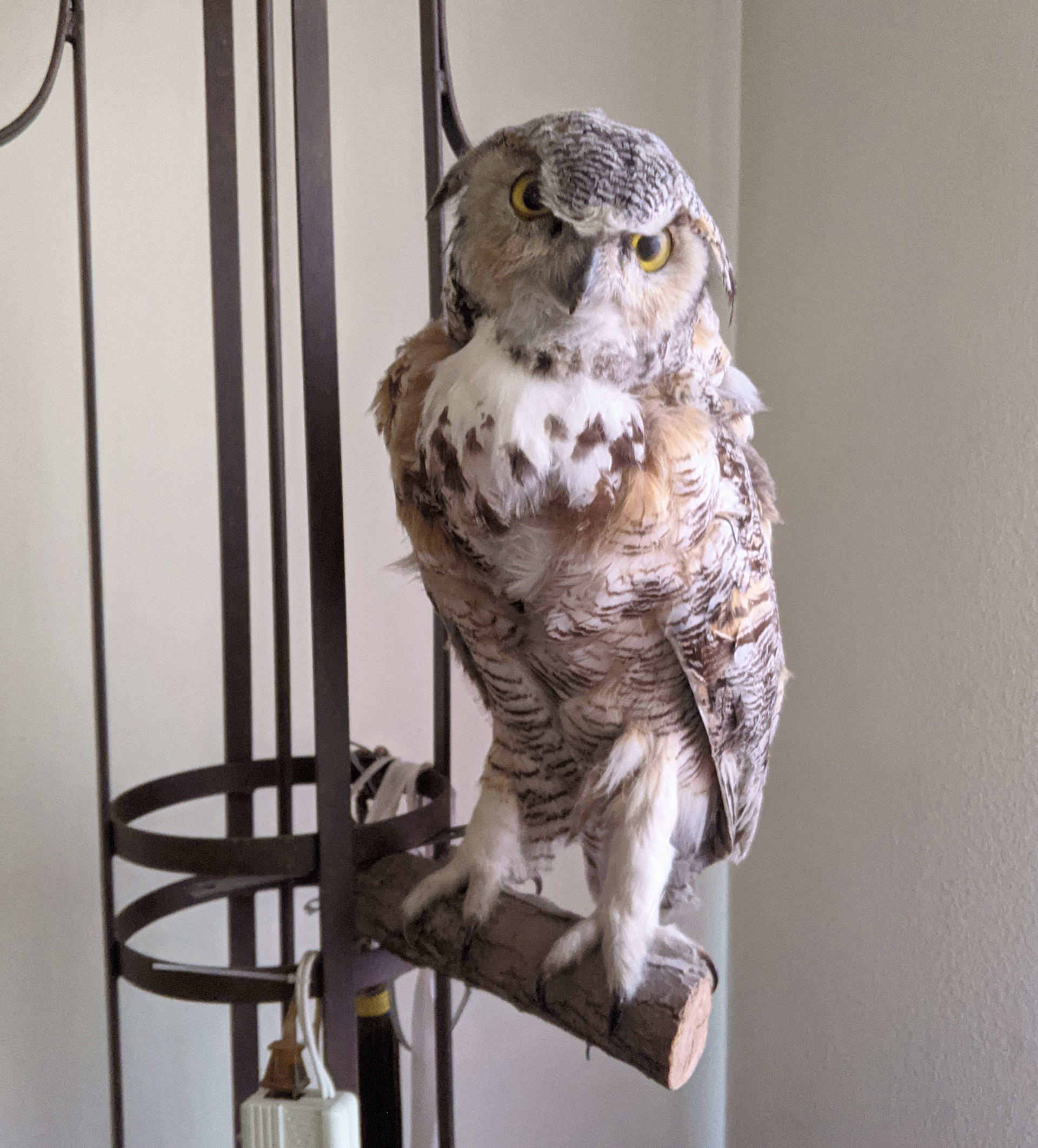 a stuffed owl at my parents' house