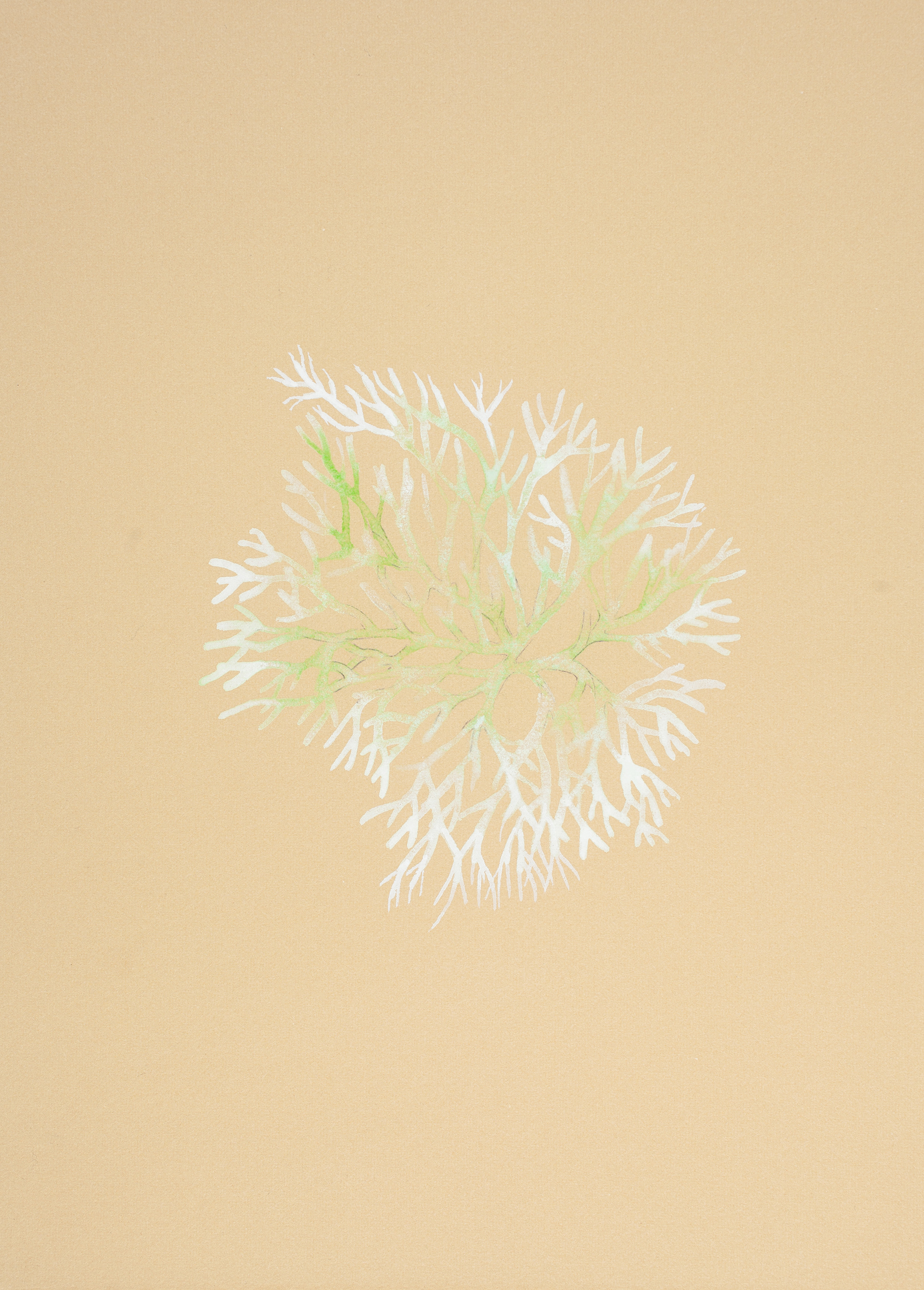 Lichen