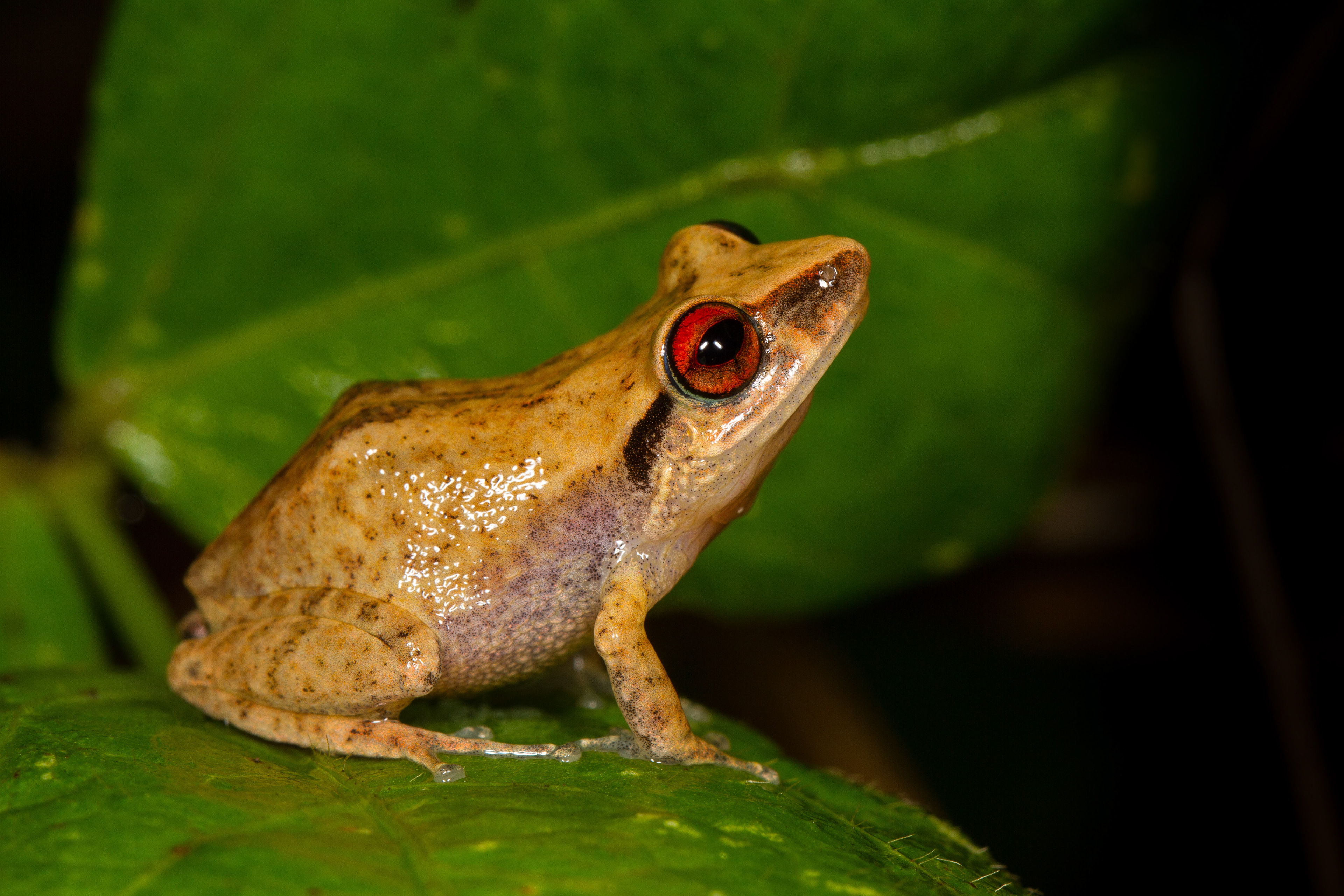 Eleutherodactylus planirostris