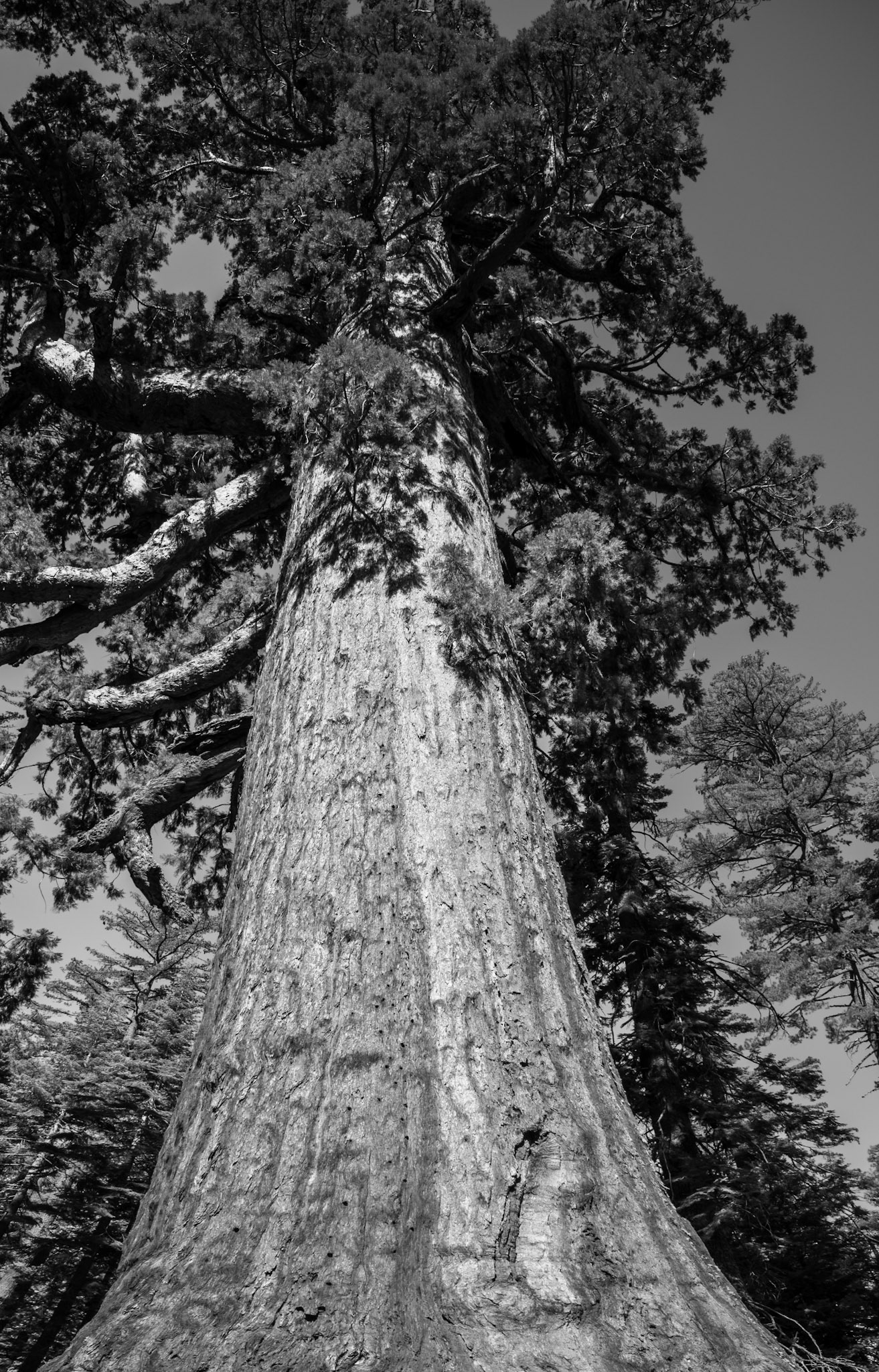 Mariposa Grove