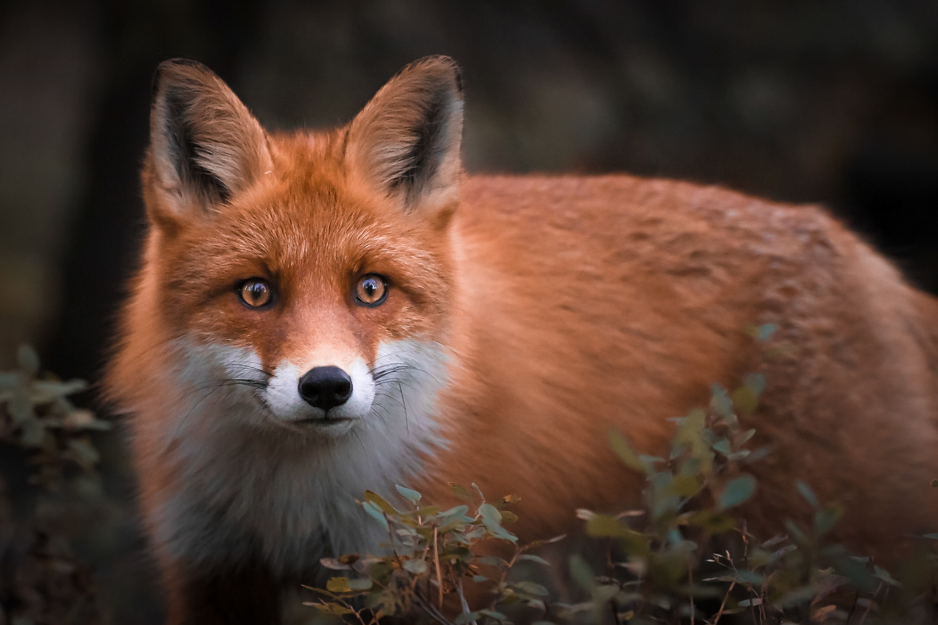 Forest can hide the beauty. #fox #kettu #all_animals_addiction #ig_eternity #yleluonto #suomenluonto #finnishnature