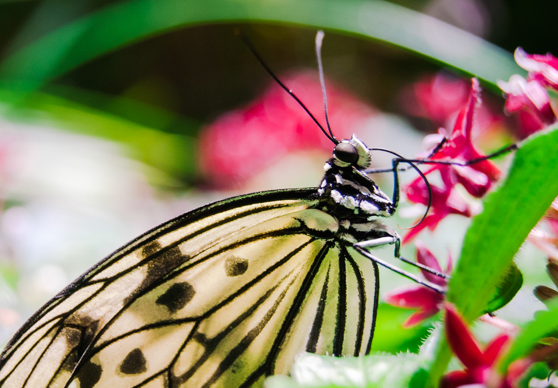 Butterfly Hanging Out
