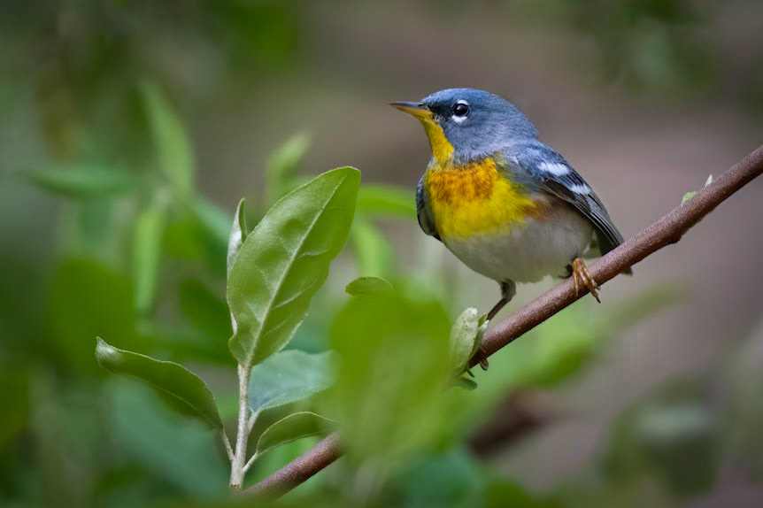 Northern parula