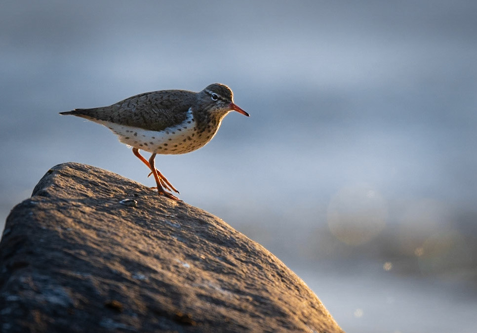 Spotted Sandpiper