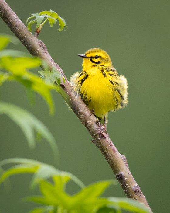 Prairie Warbler