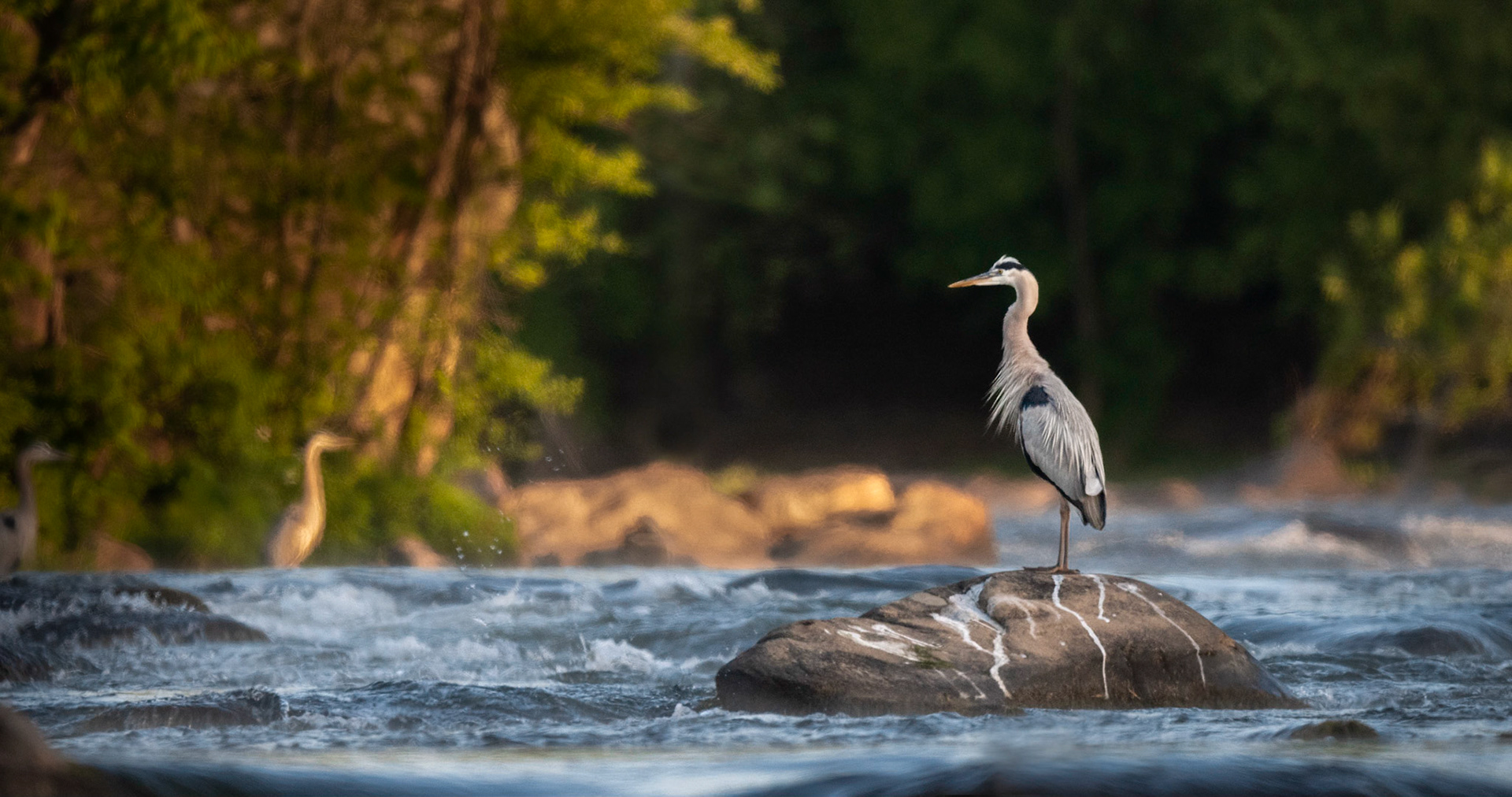 Great Blue Heron