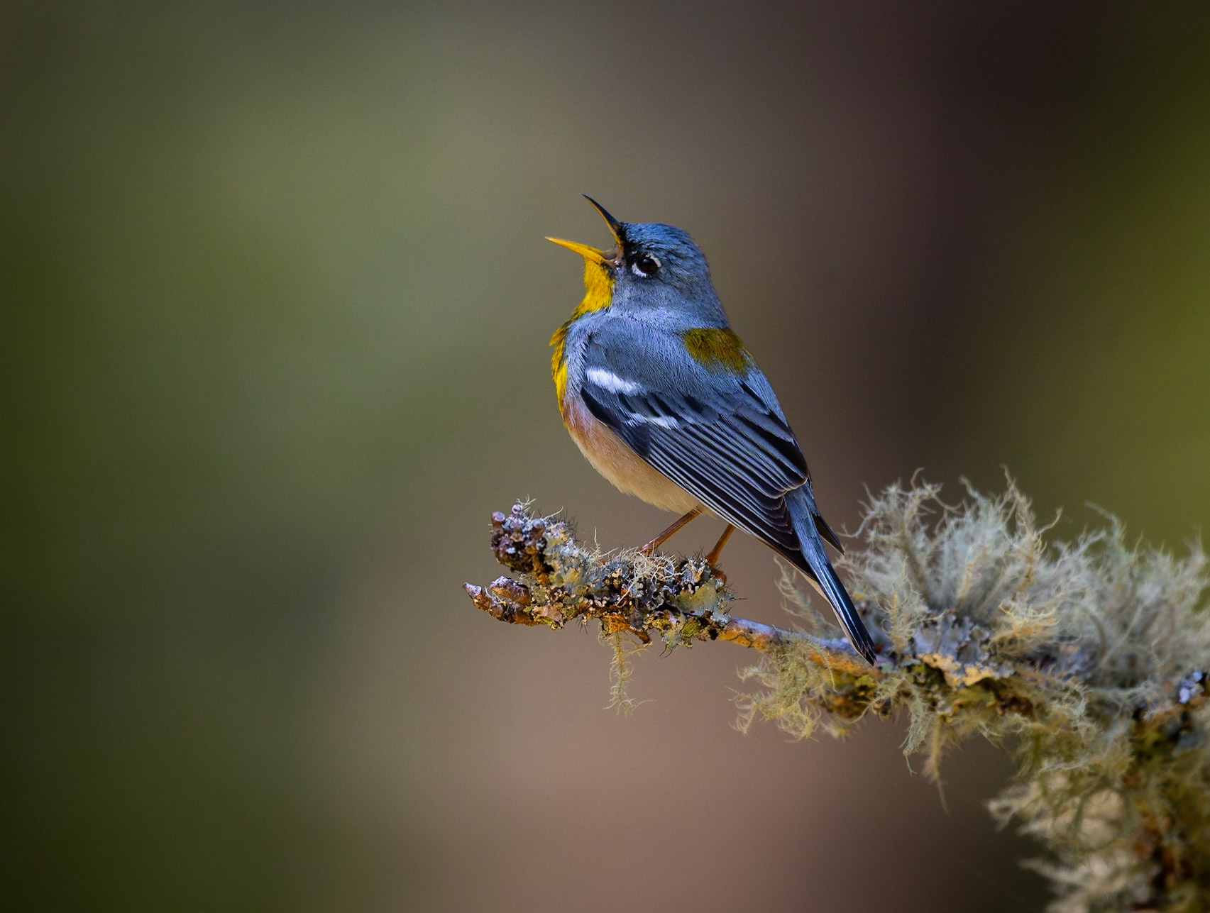 Northern Parula