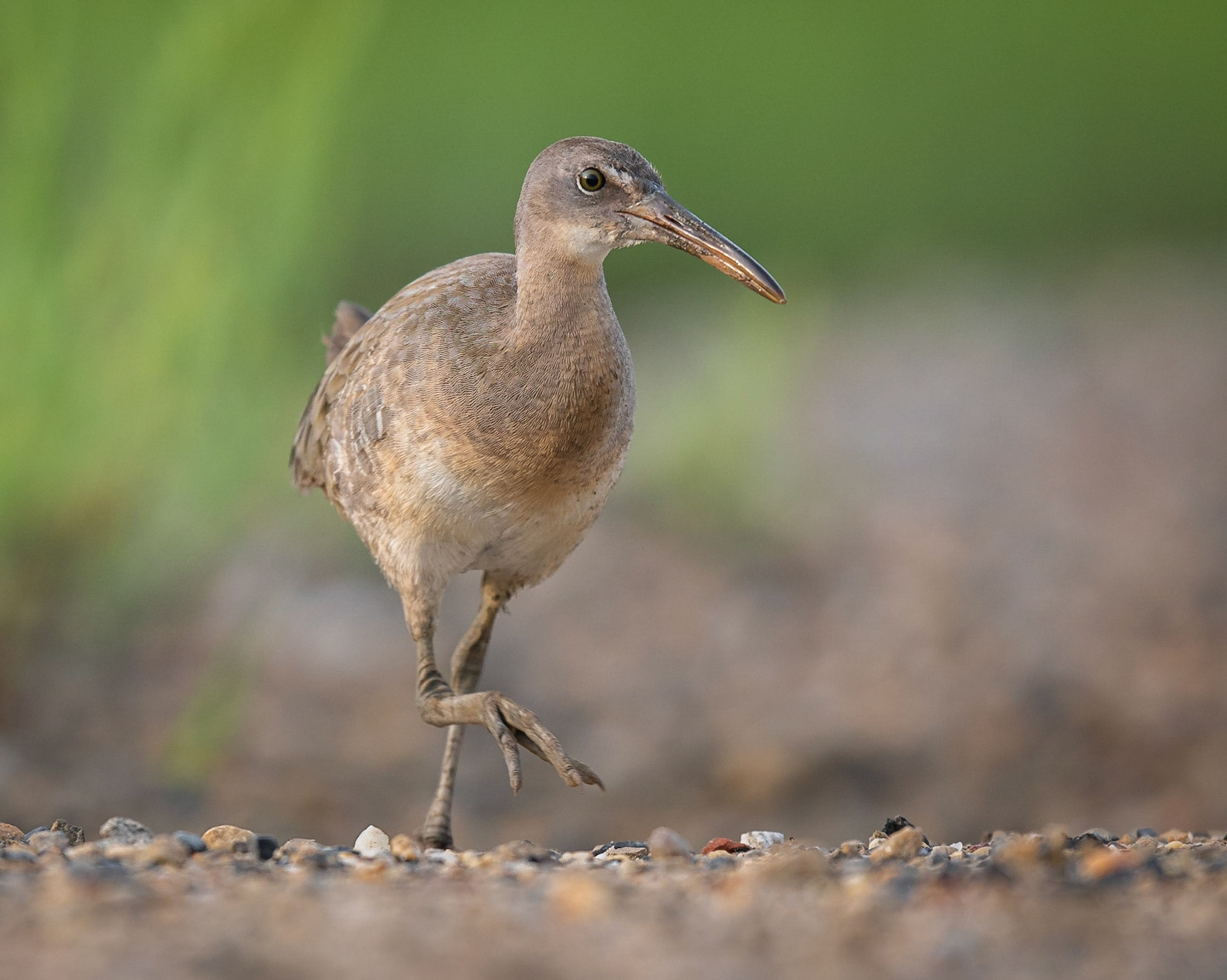 Clapper rail