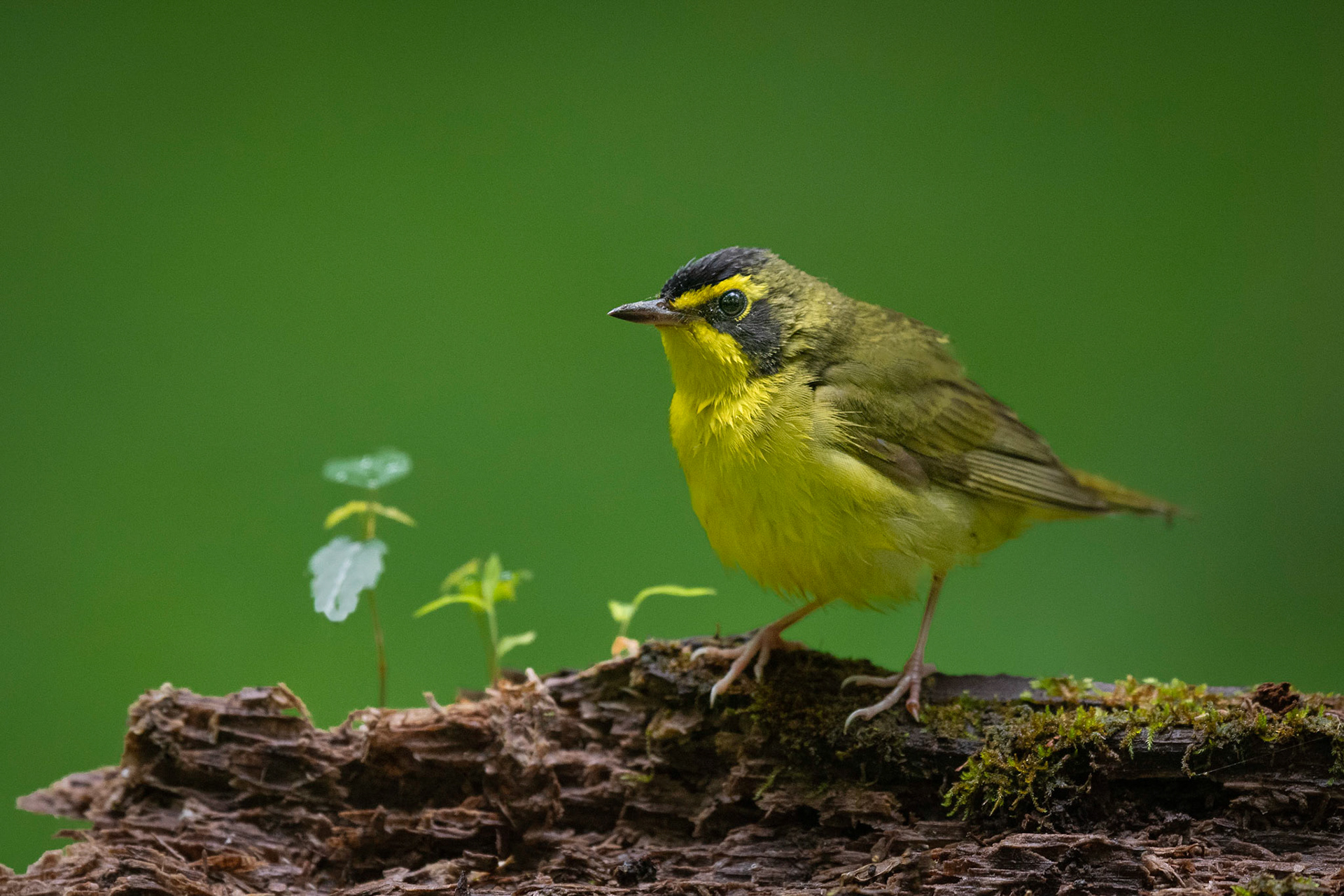 Kentucky Warbler