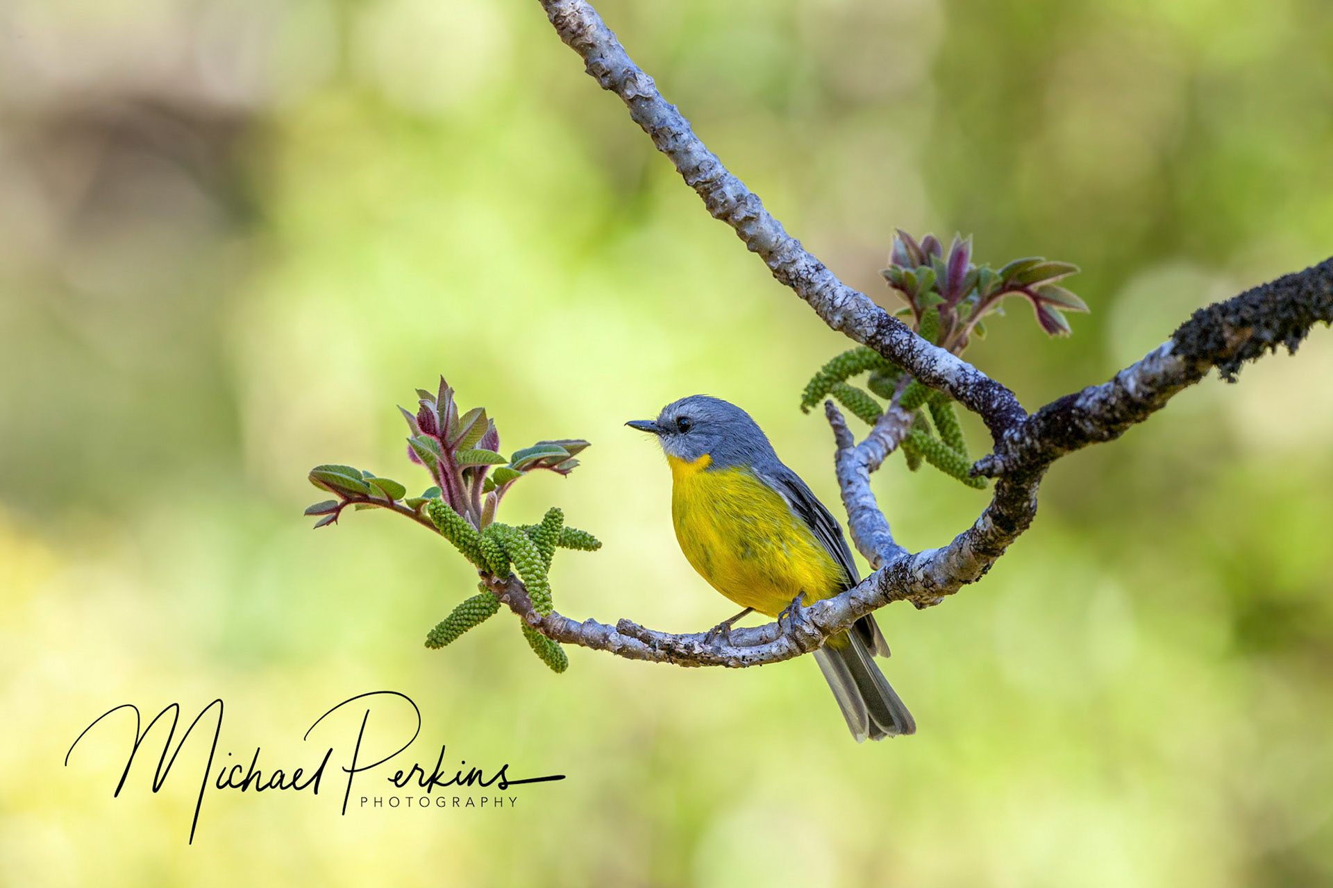 Yellow robin