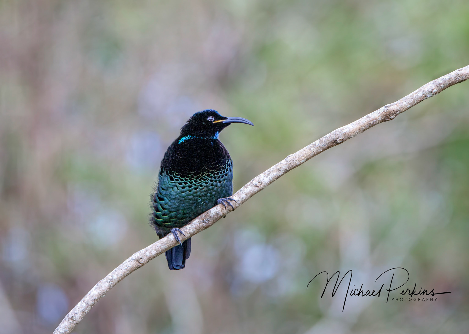 Paradise riflebird