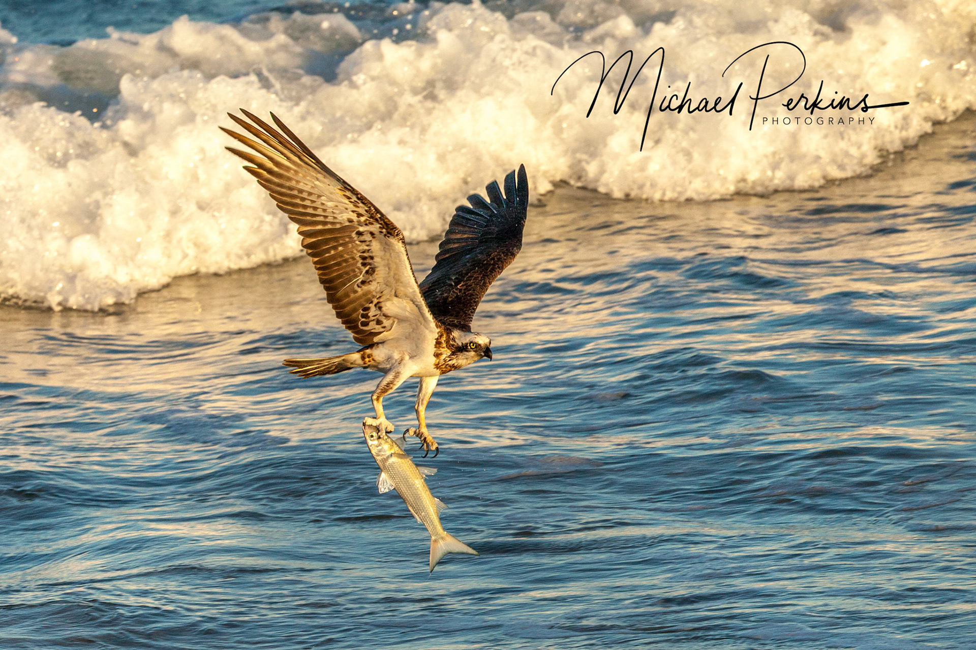 Eastern osprey
