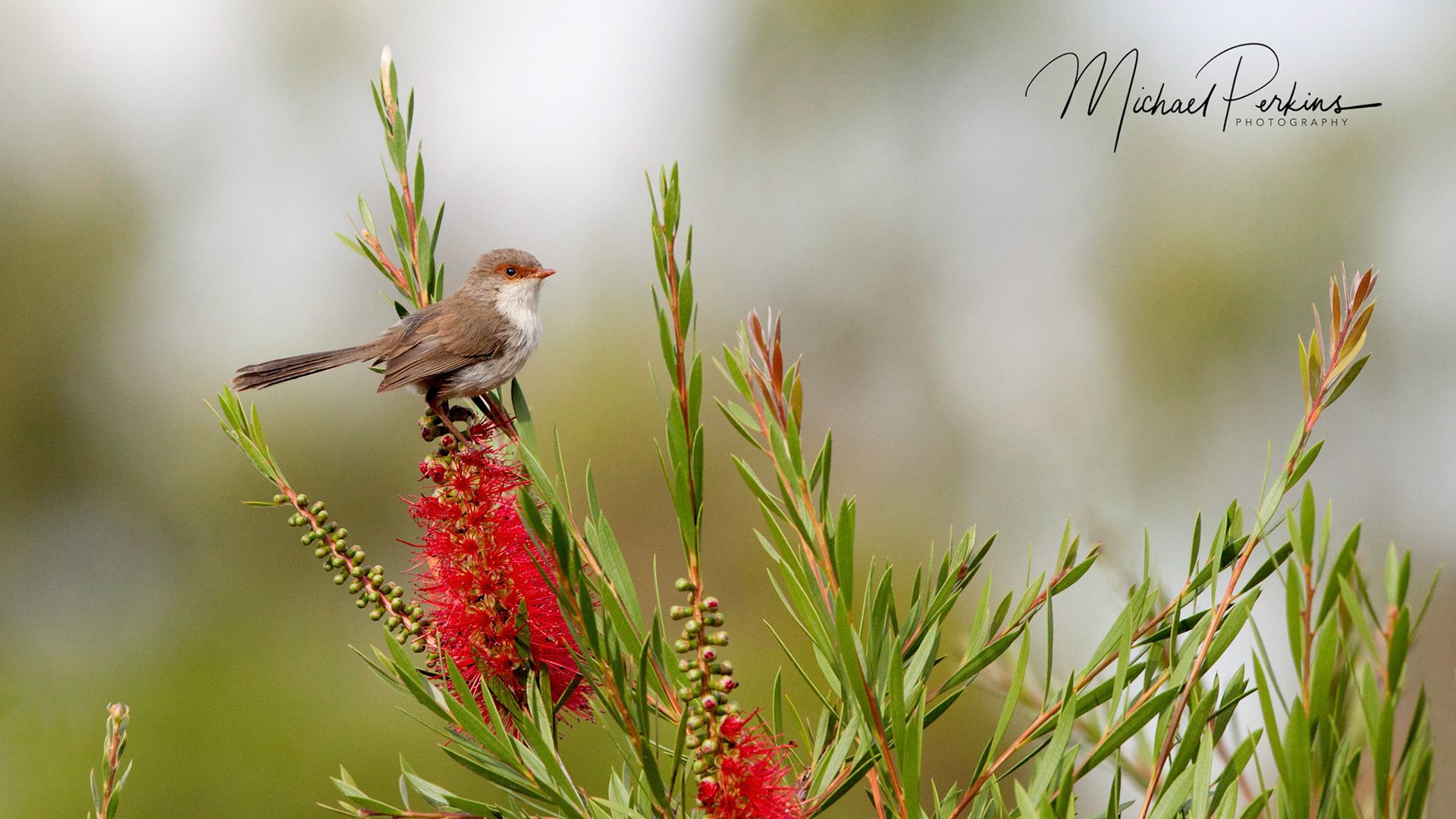 Superb fairy-wren