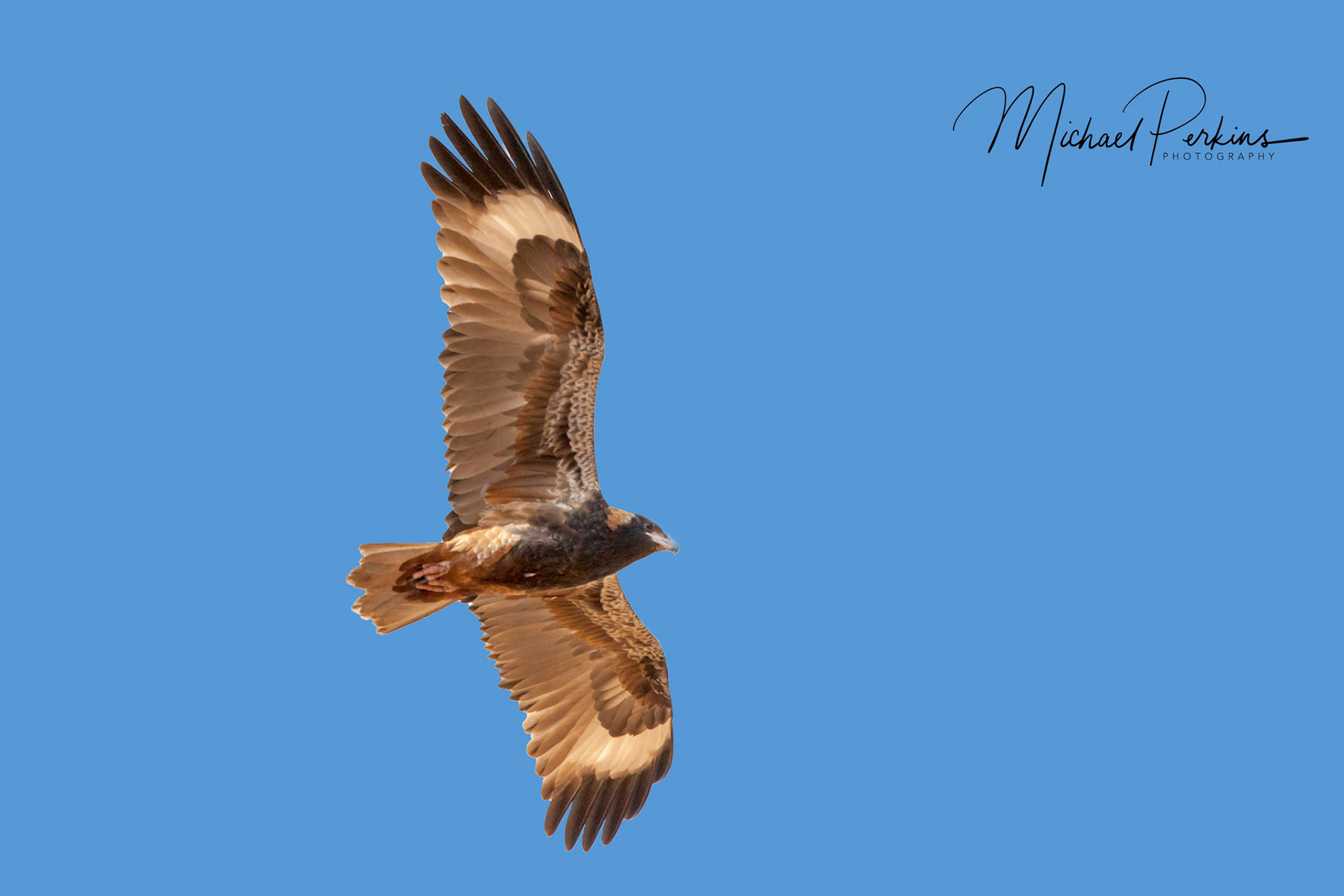 Black-breasted Buzzard