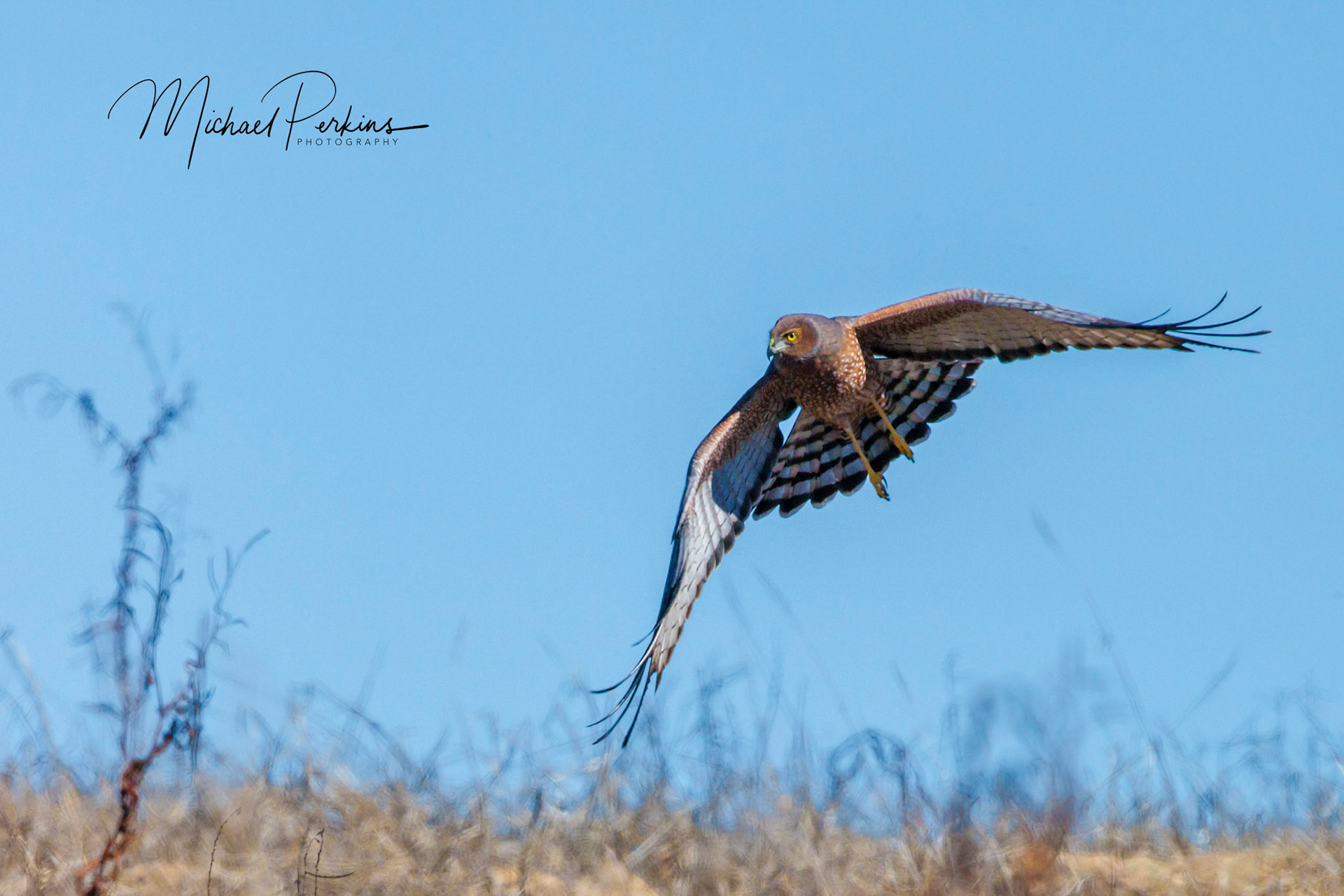 Spotted harrier