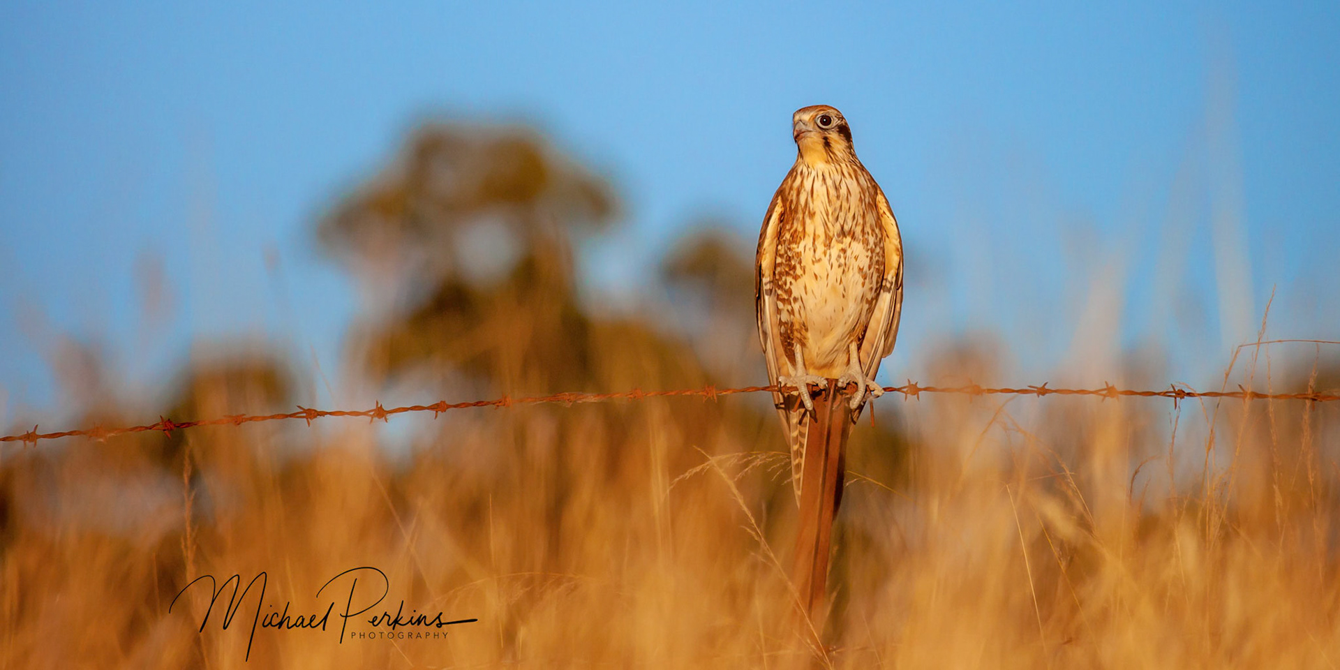 Brown falcon