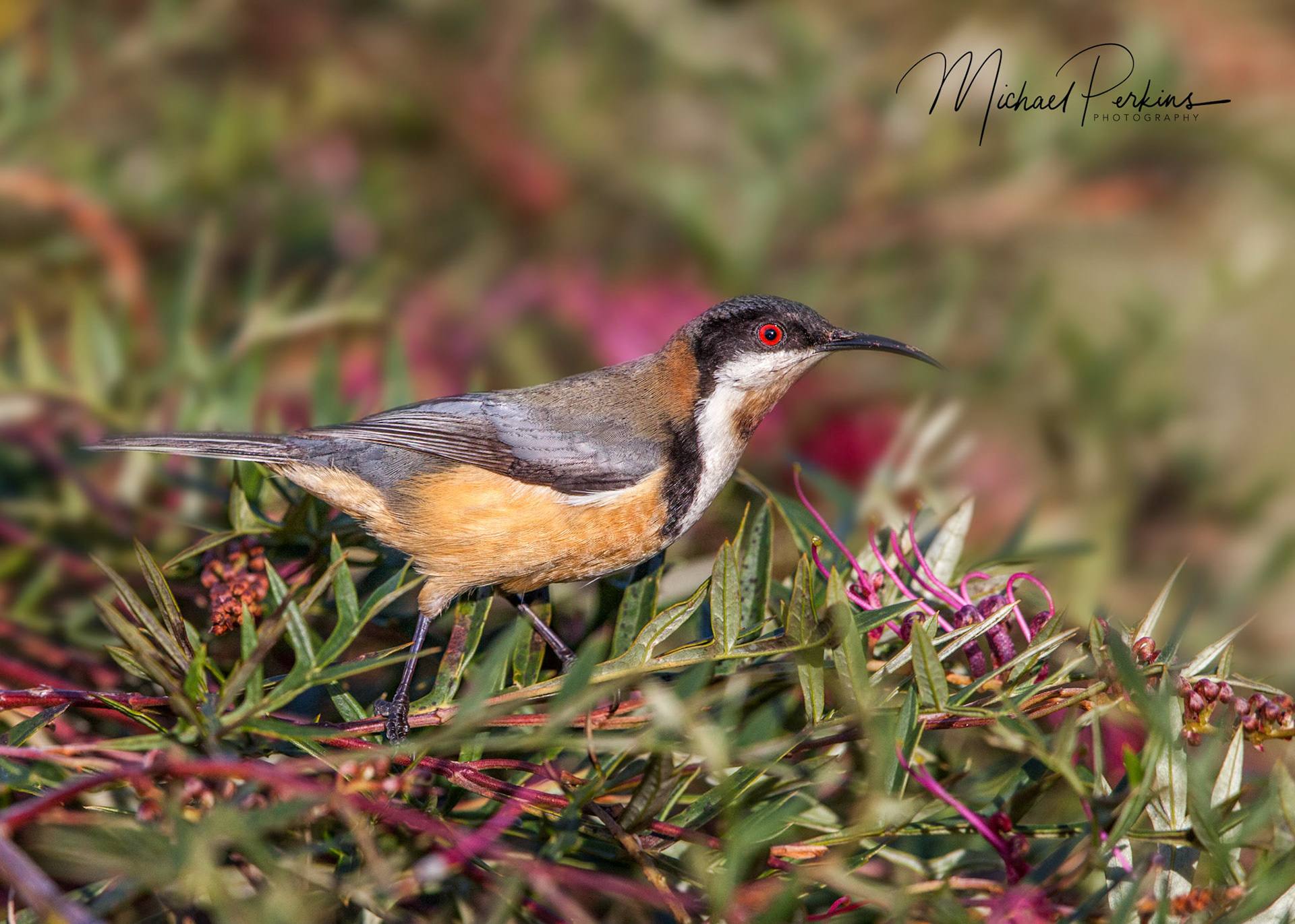 Eastern spinebill