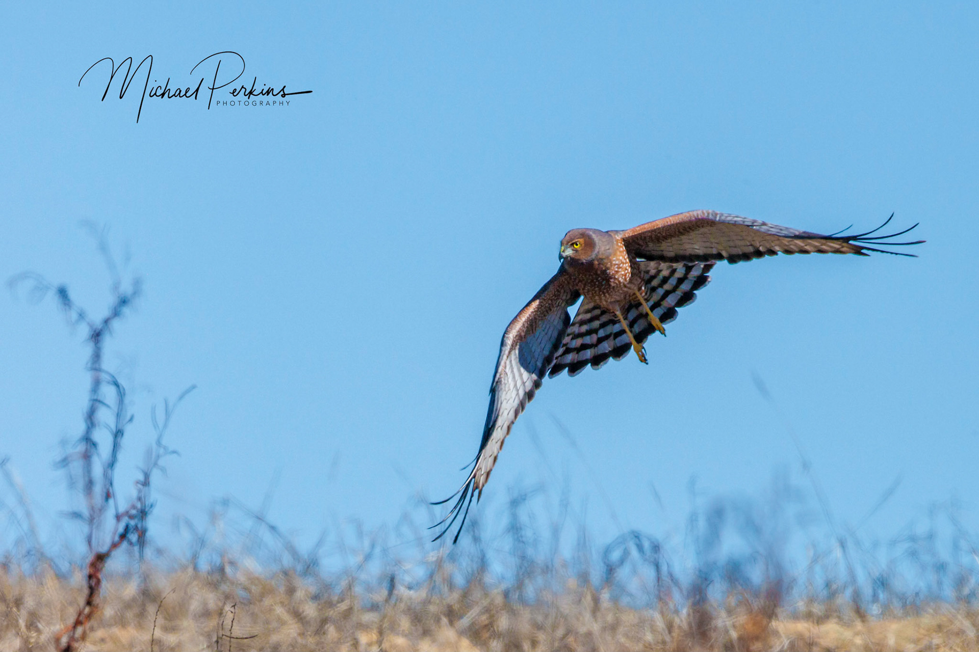 Spotted harrier