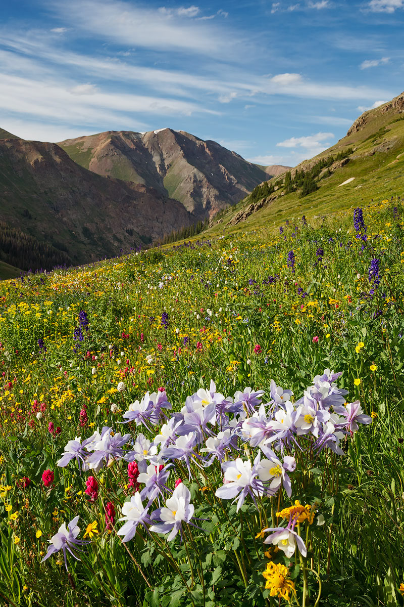 Colorado Columbine flowers in field of alpine wildflowers in American Basin, Colorado