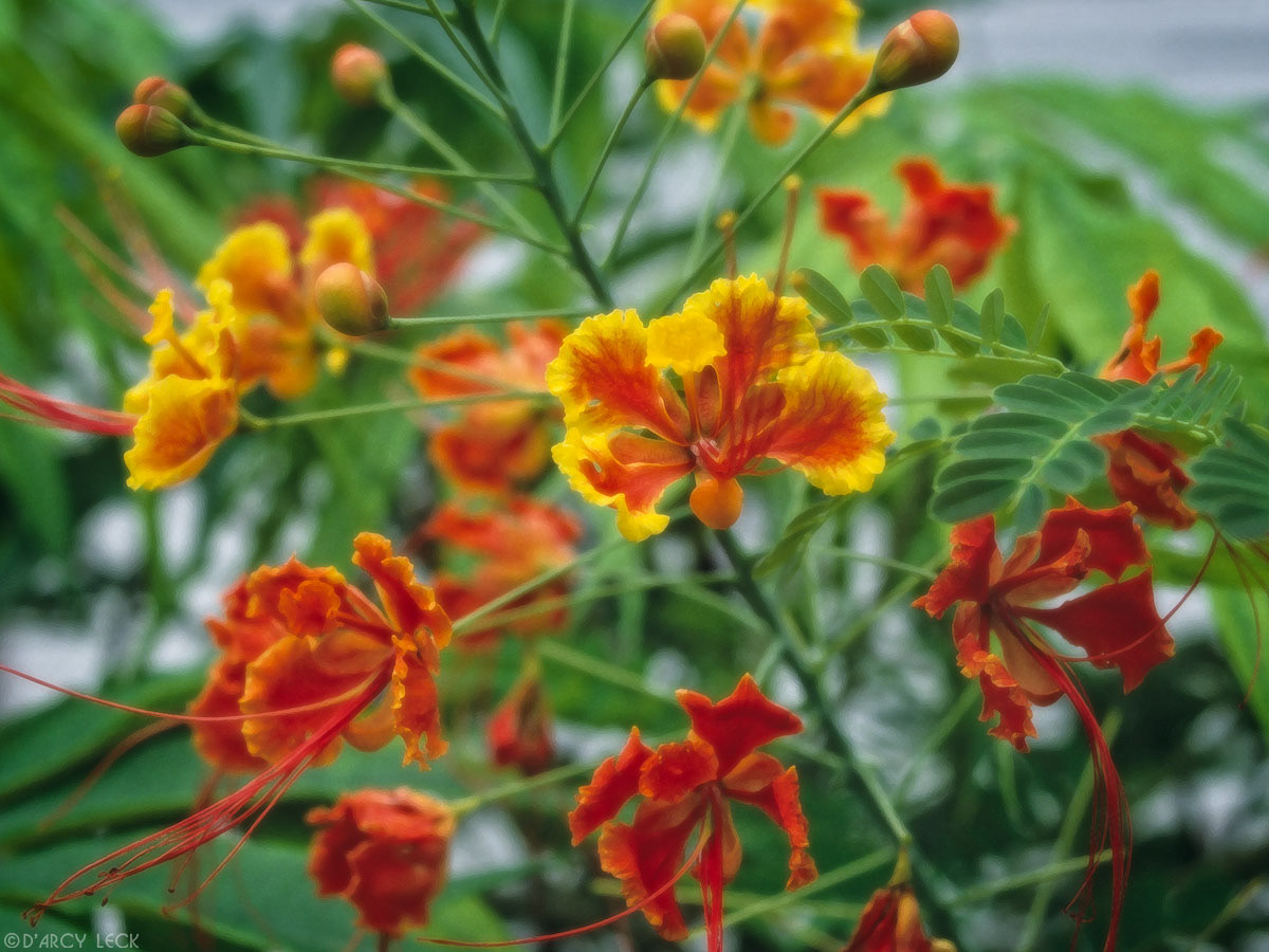 Poinciana blossoms, Bahamas