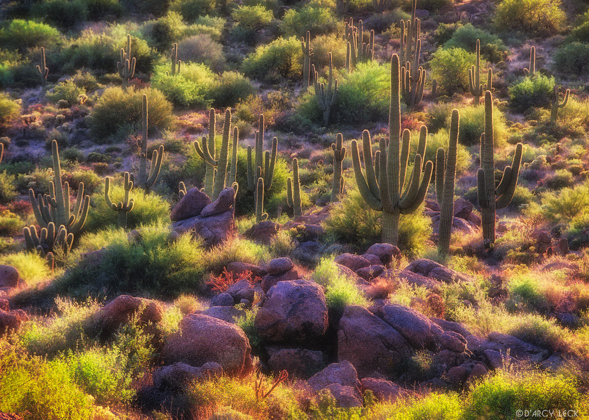 Saguaro Cactus and Sonoran Desert flora near McDowell Mountains, Arizona