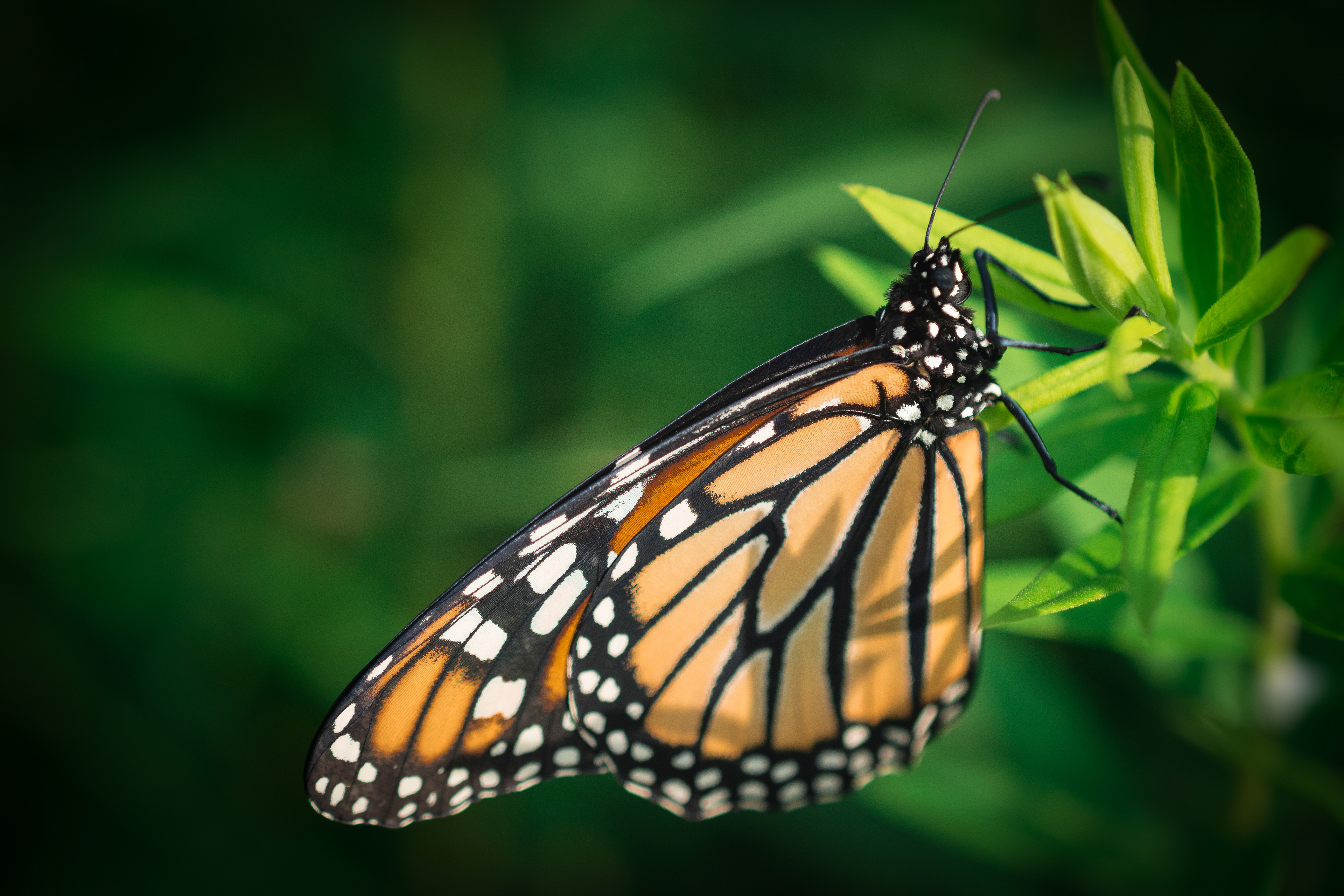 Monarch