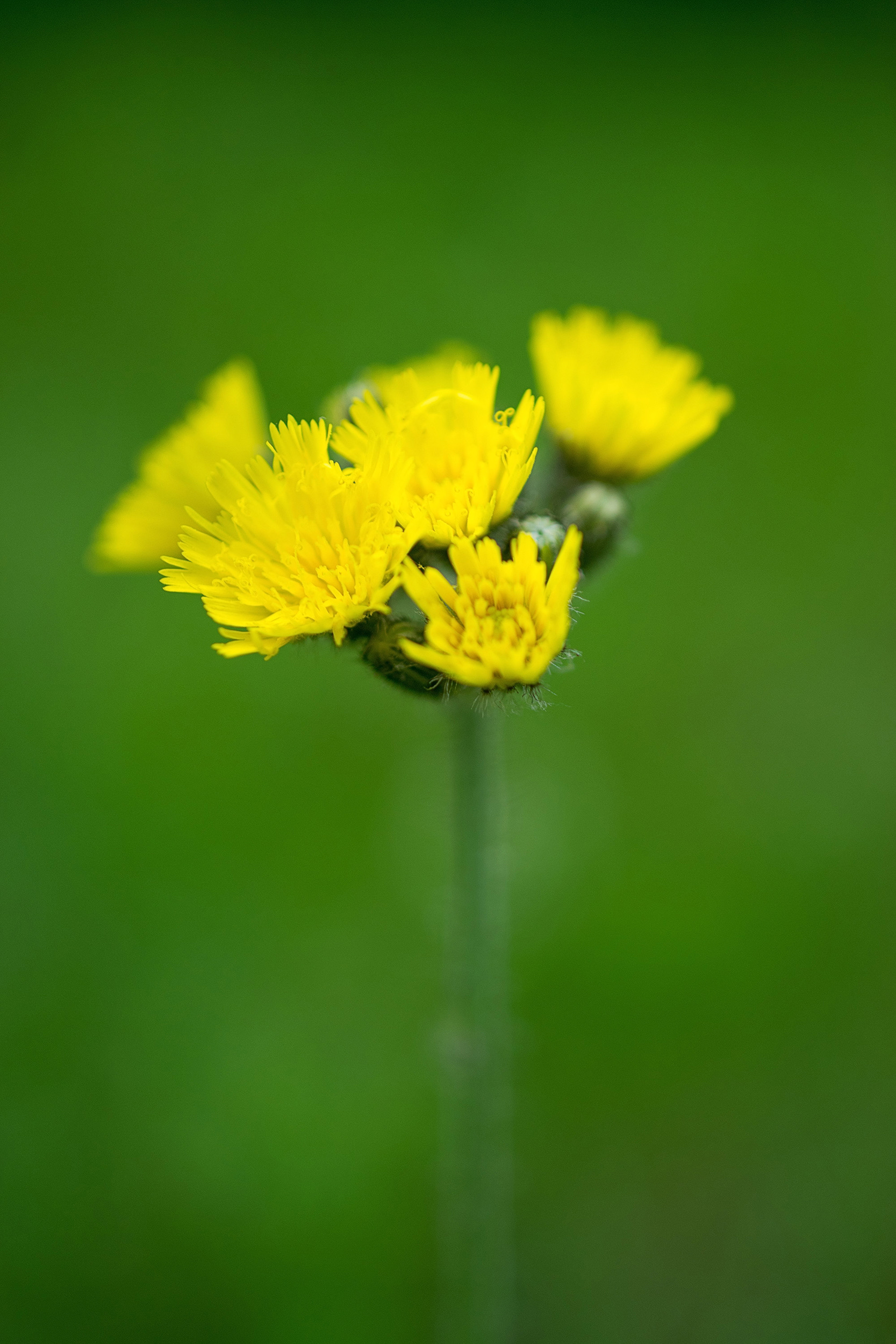 Hawkweed