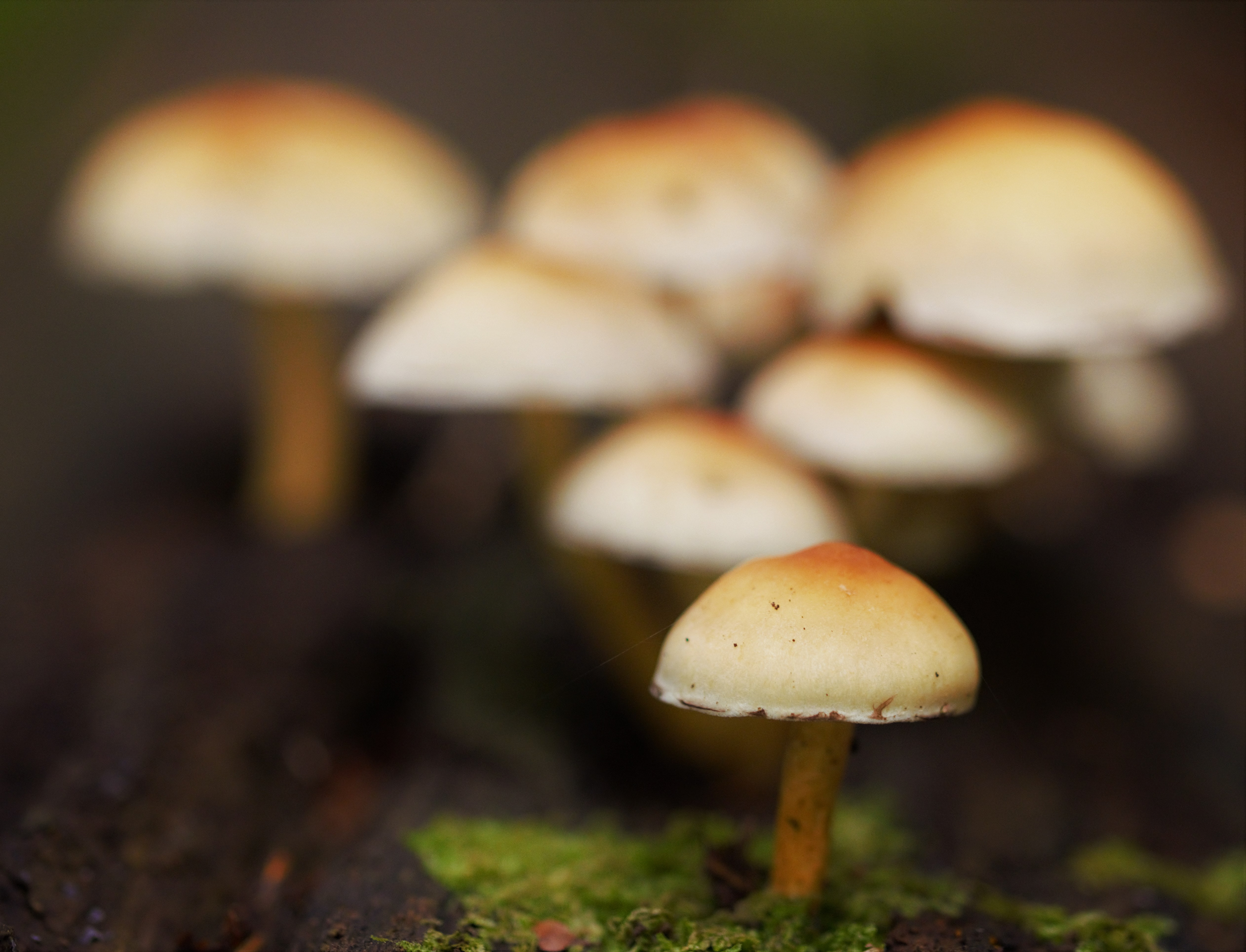 This picture was shot in a forest.