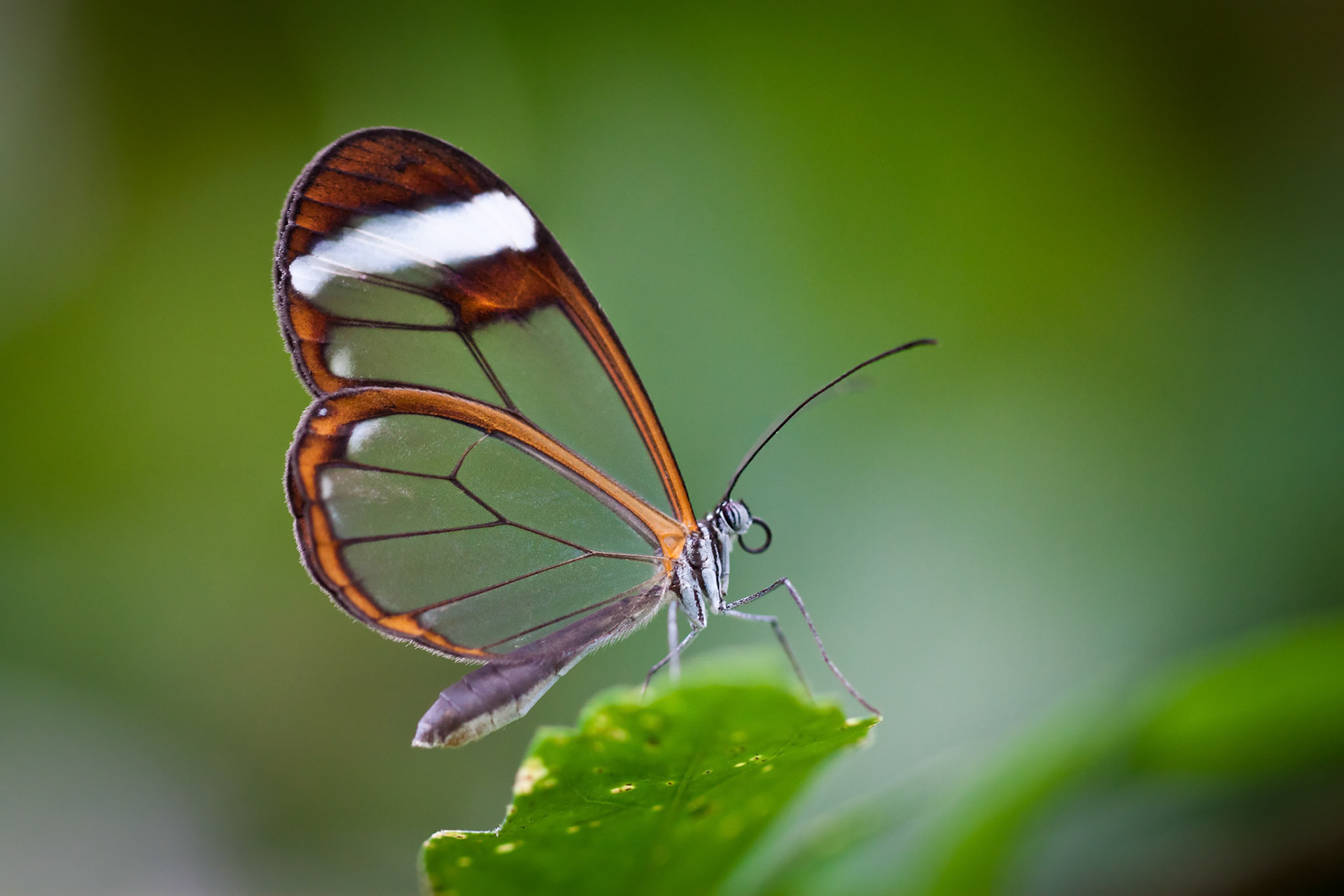 Glasswing Butterfly