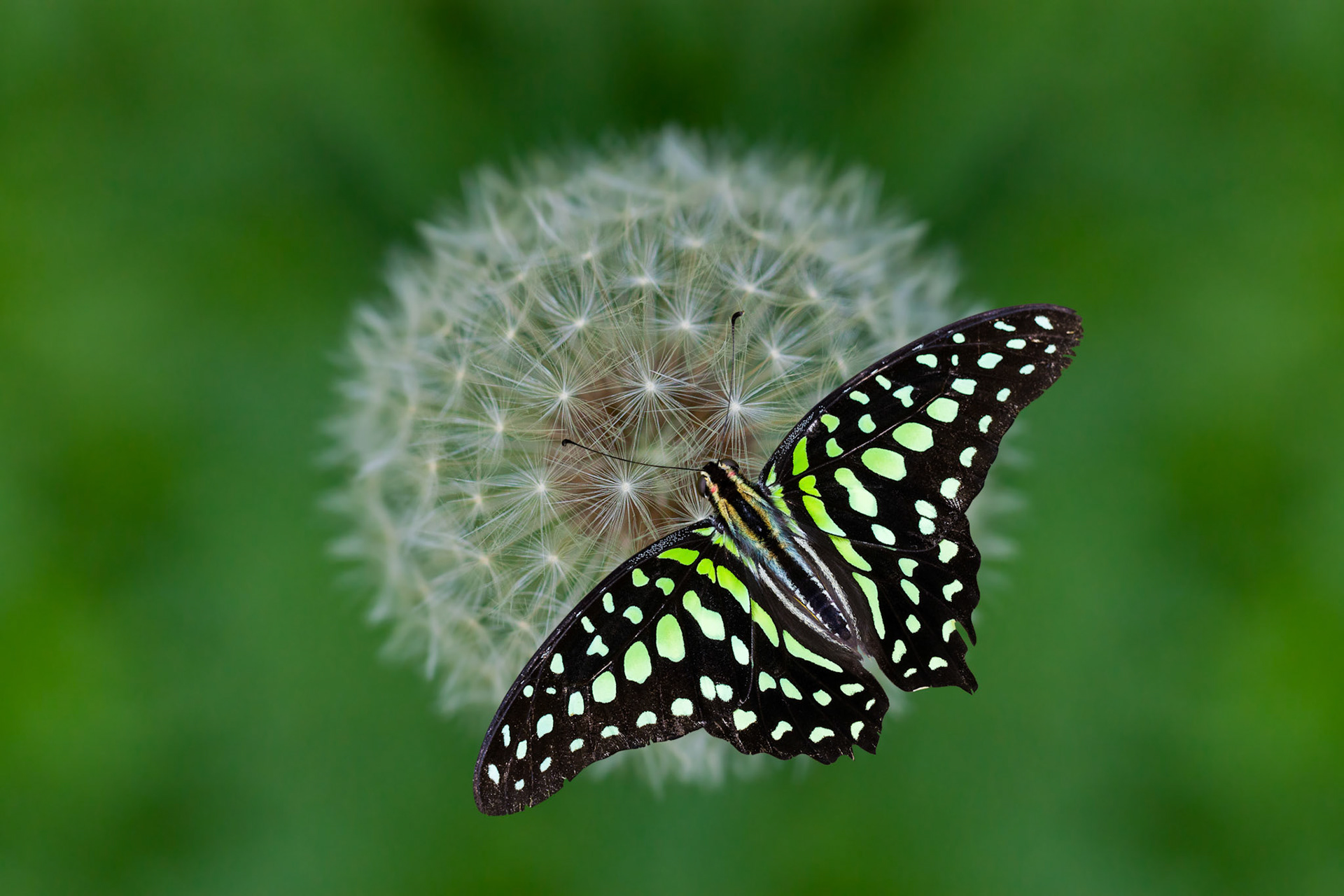 Tailed Jay Butterfly (Graphium Agamemnon)