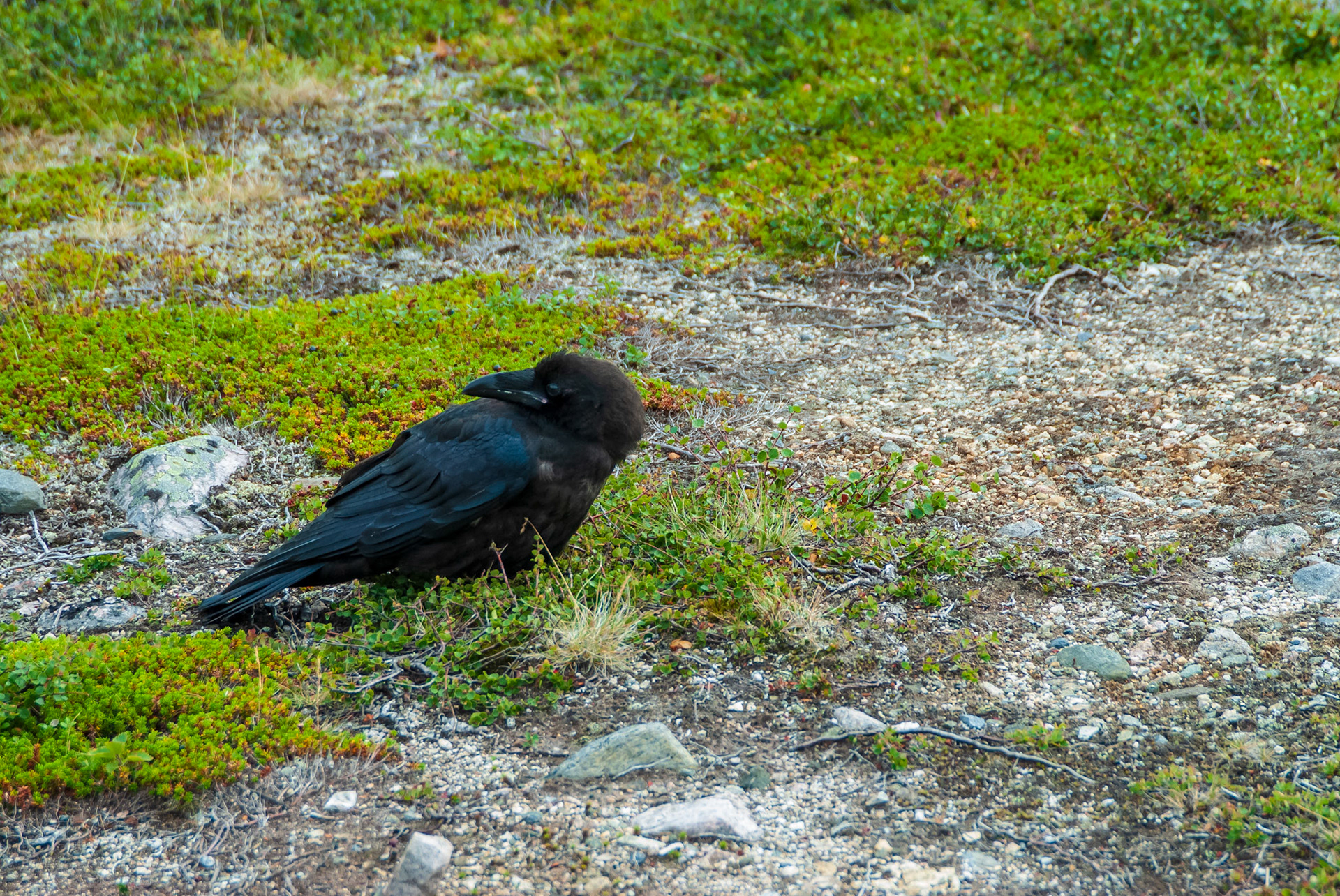 Korp, Dag Hammarsköldleden, Kungsleden