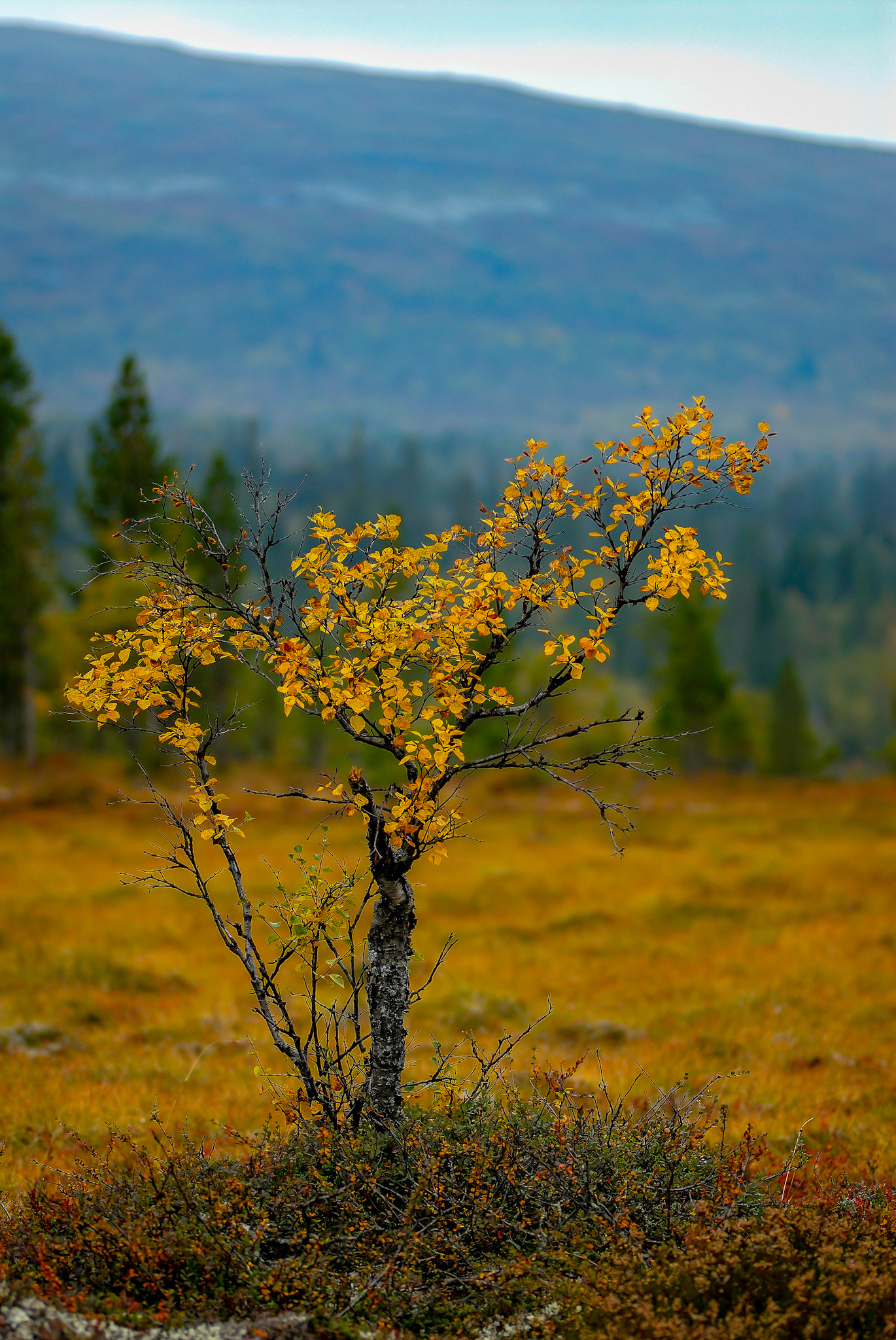 Fjällbjörk vid grövlan