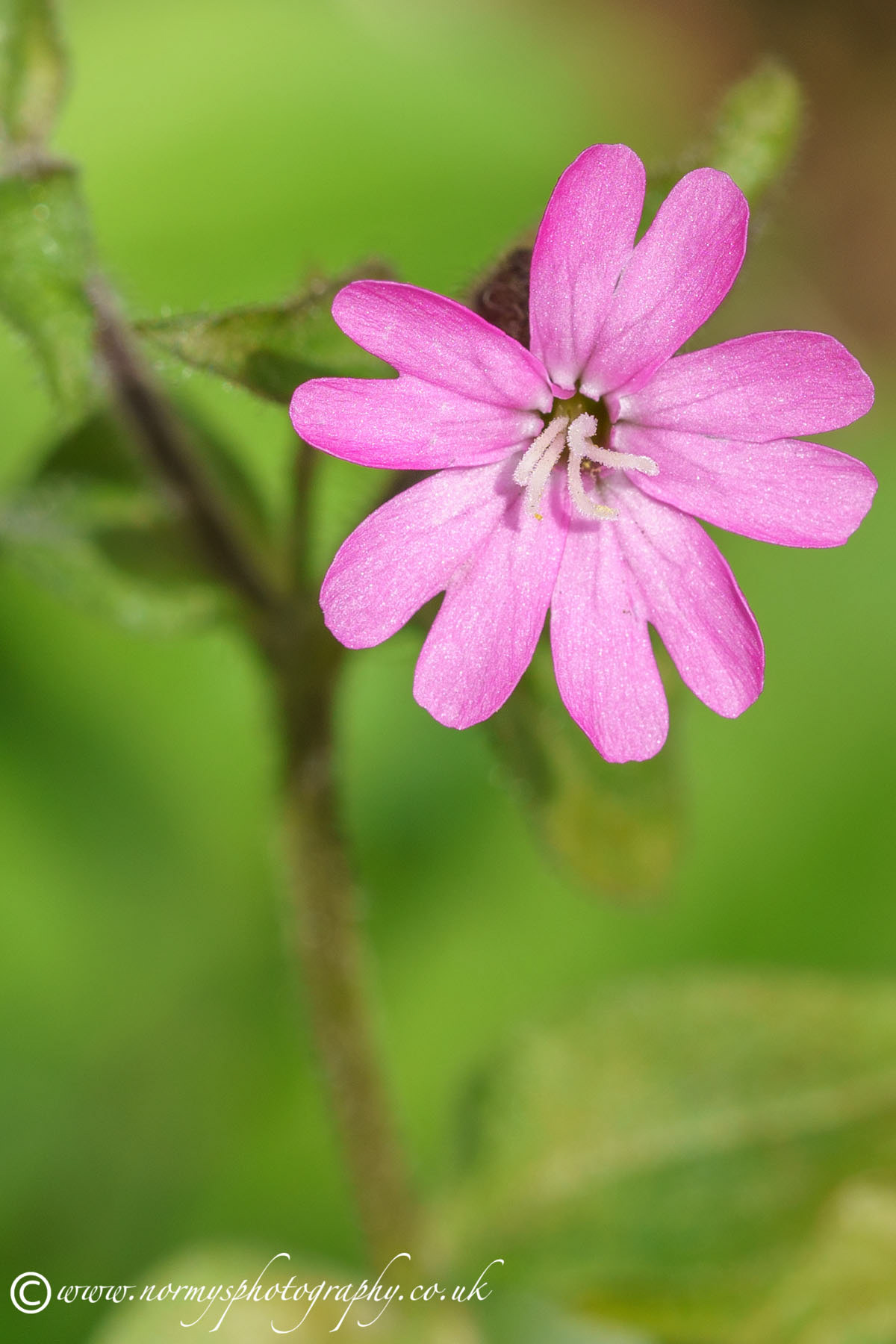 Pink Campion