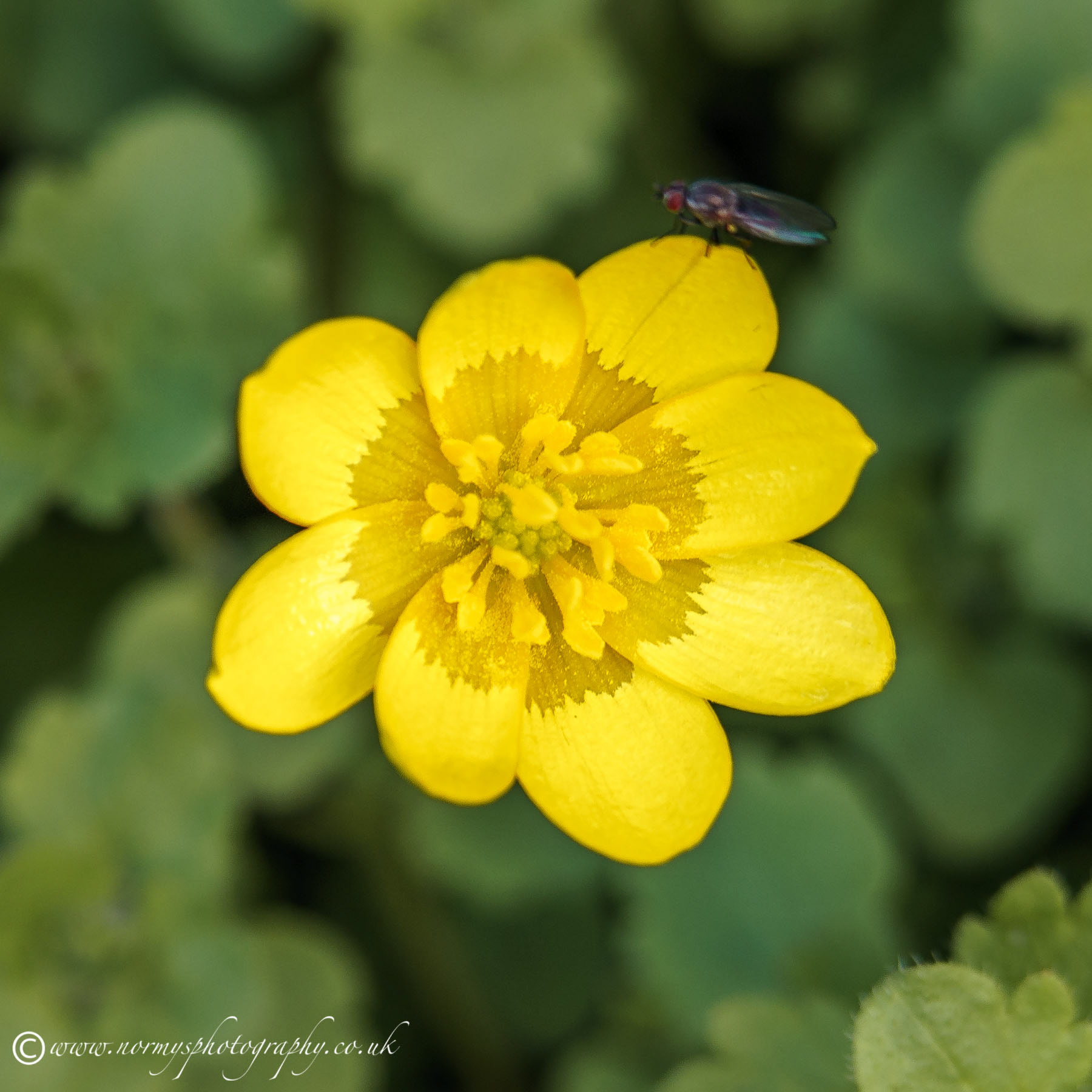 Goldilocks Buttercup - Ranunculus auricomus
