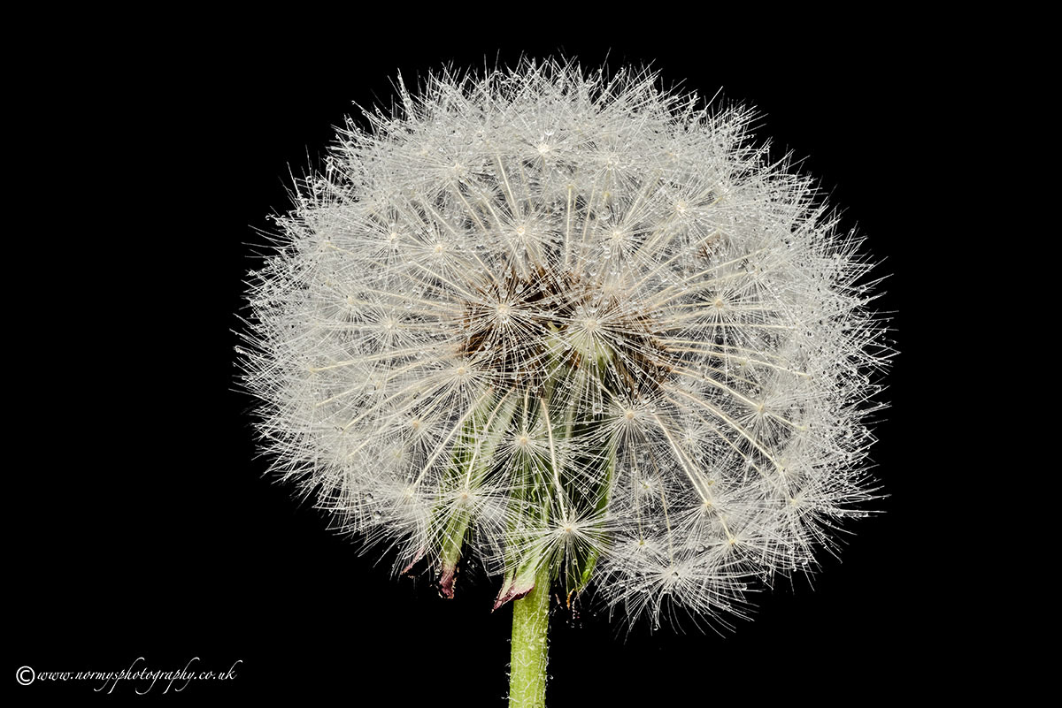 Wet Dandelion clock