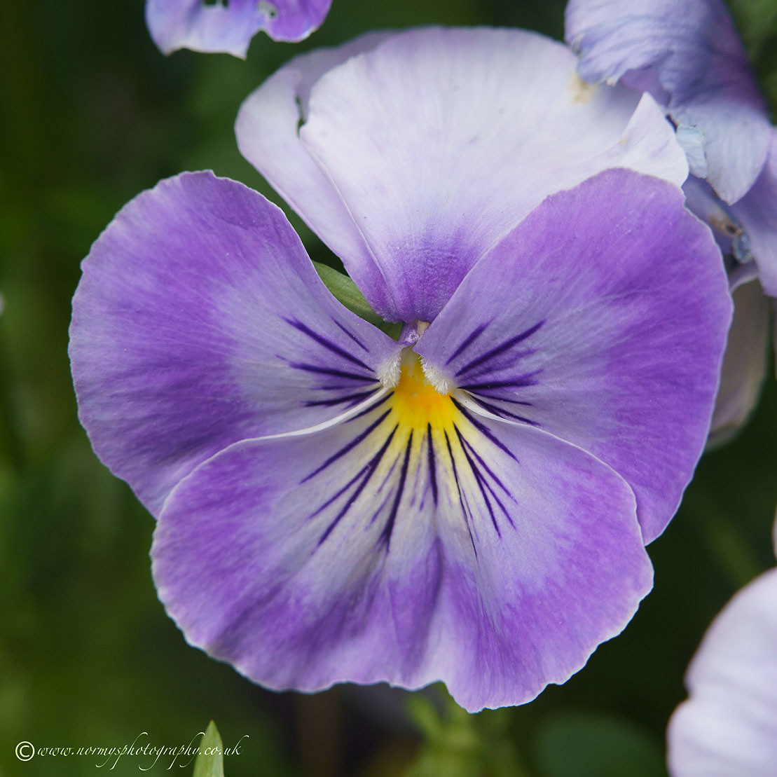 Pansy