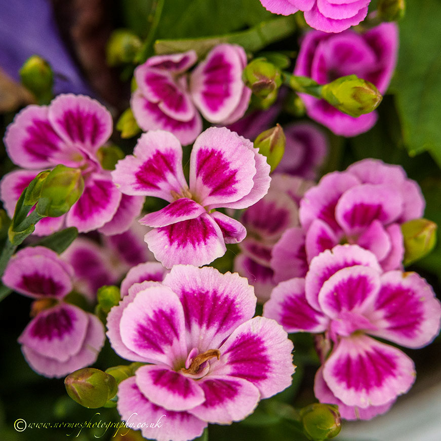 Carnation