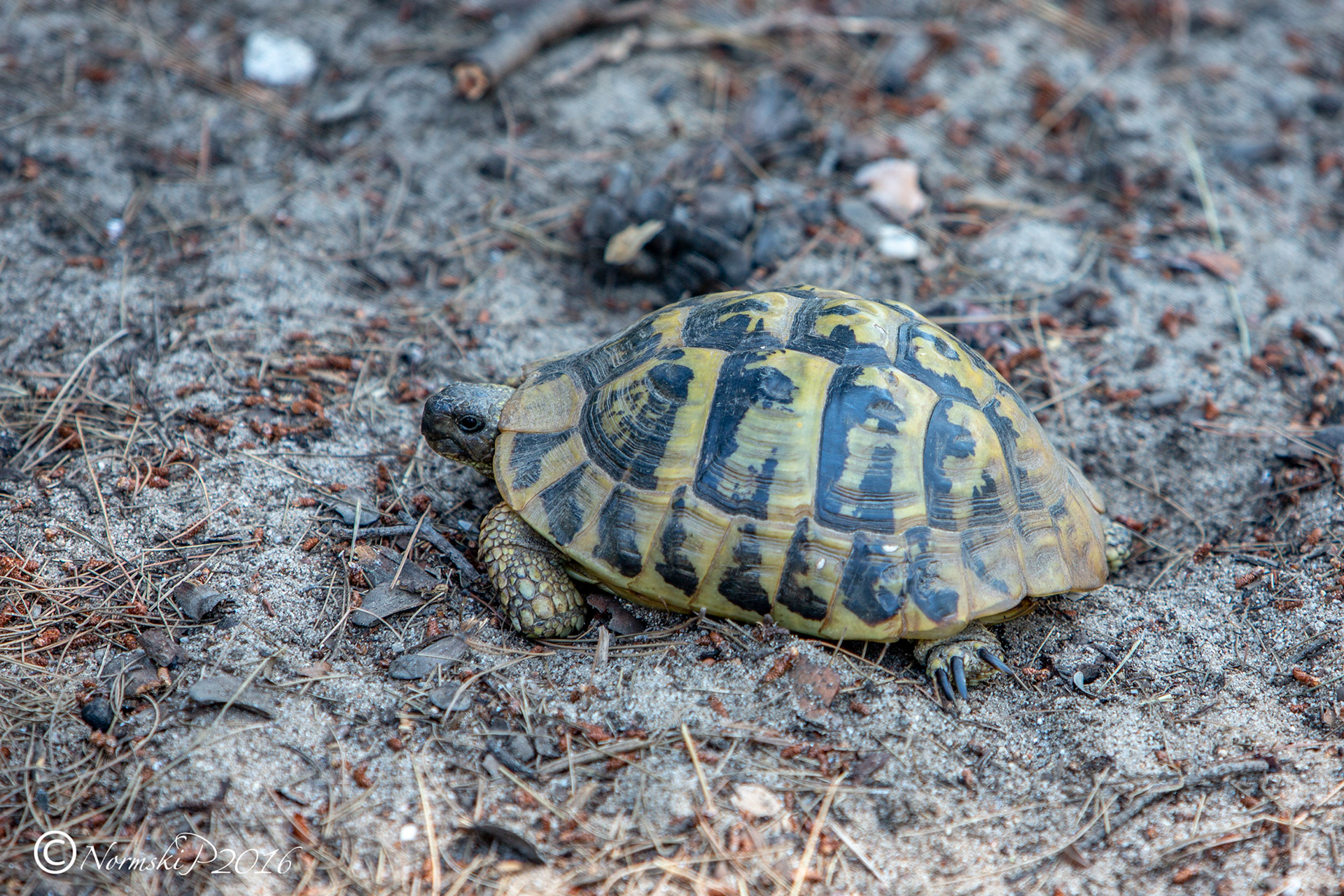 Tortoise