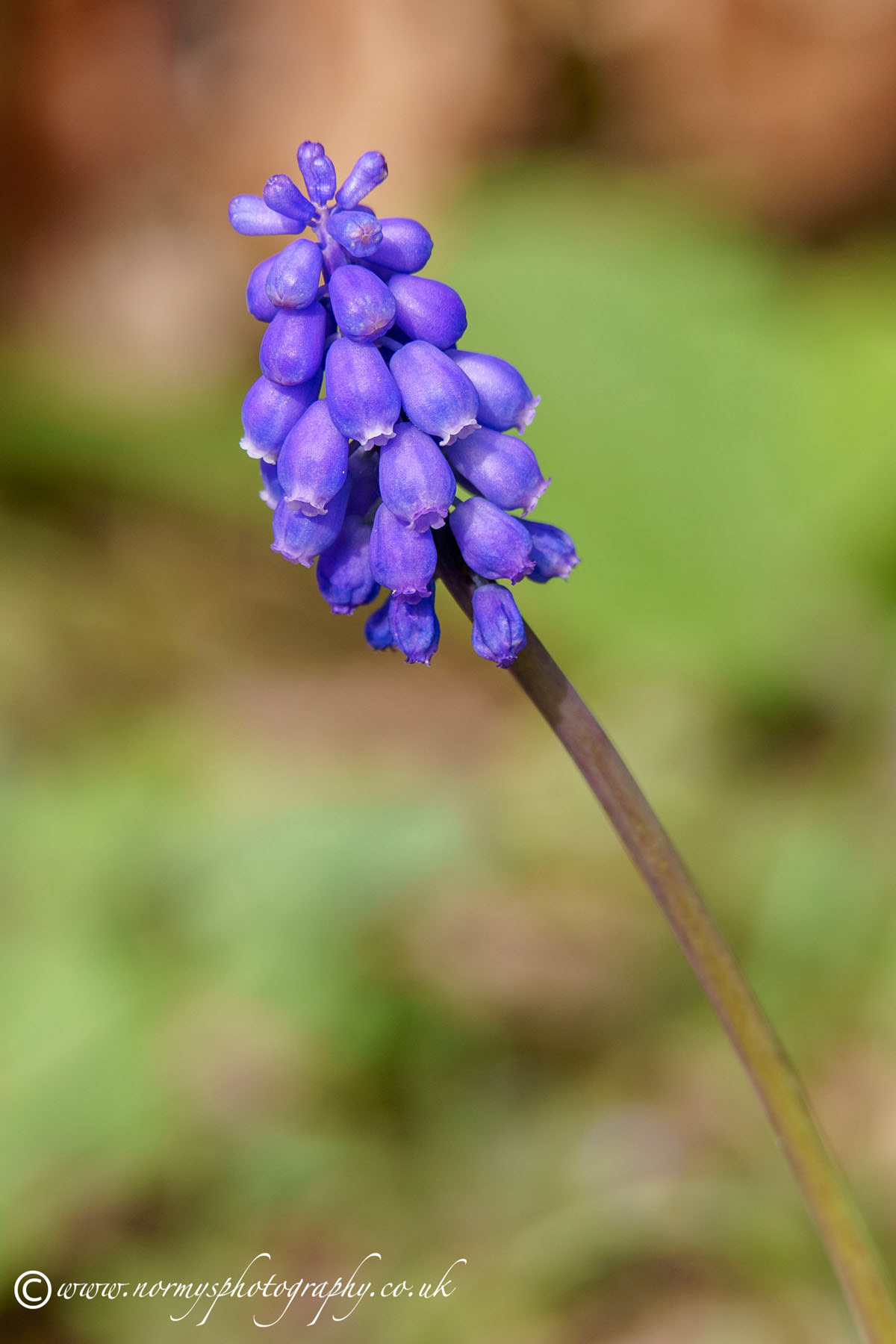 Muscari neglectum Grape-hyacinth